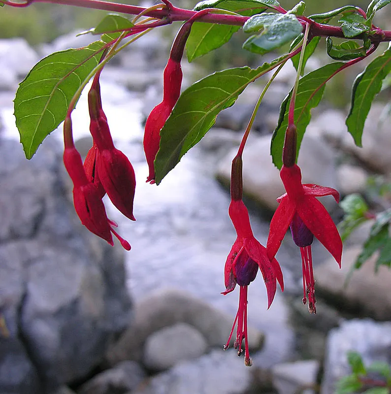 Hardy Fuchsia (Fuchsia Magellanica) — is a robust deciduous shrub; ideal for borders or as an accent plant, image 63