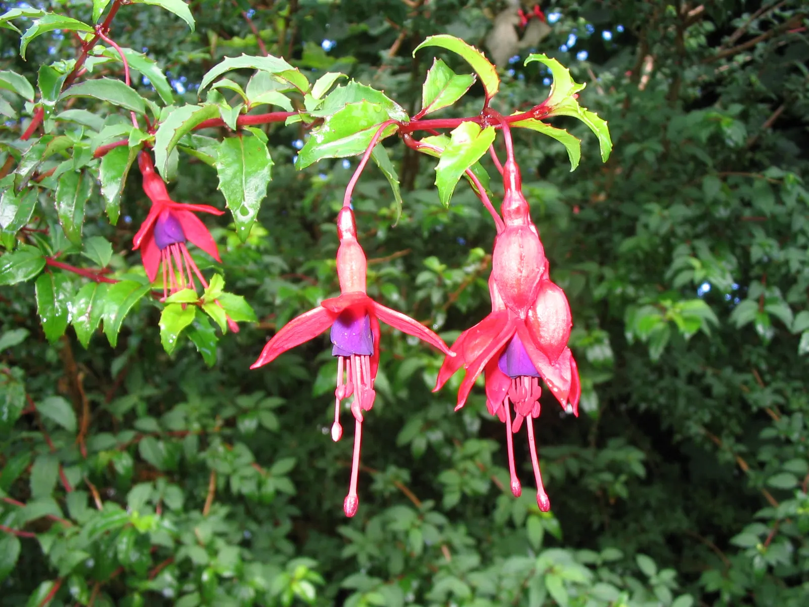Hardy Fuchsia (Fuchsia Magellanica) — pendulous flowers that enliven gardens from mid-summer through fall
