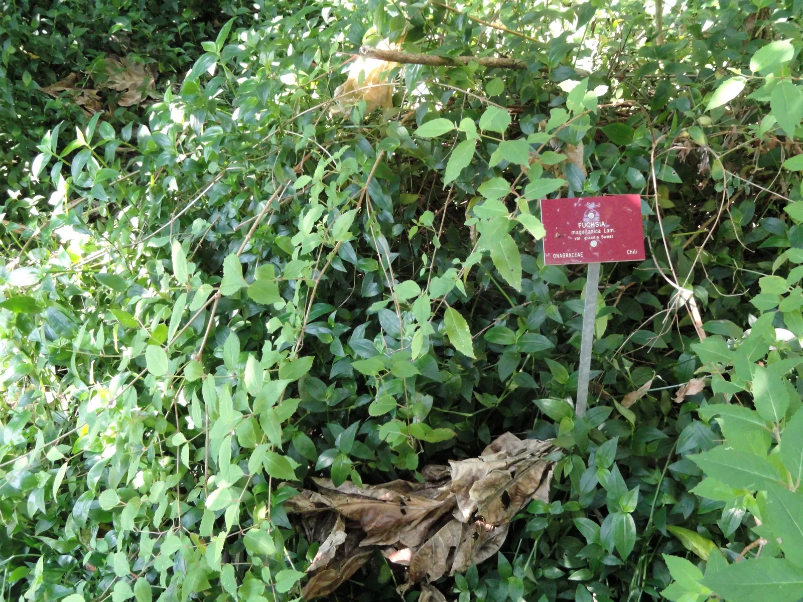 Hardy Fuchsia (Fuchsia Magellanica) — Ideal for borders or as an accent plant; typically reaching heights of 4 to 10 feet with a spread of 4 to 5, image 87