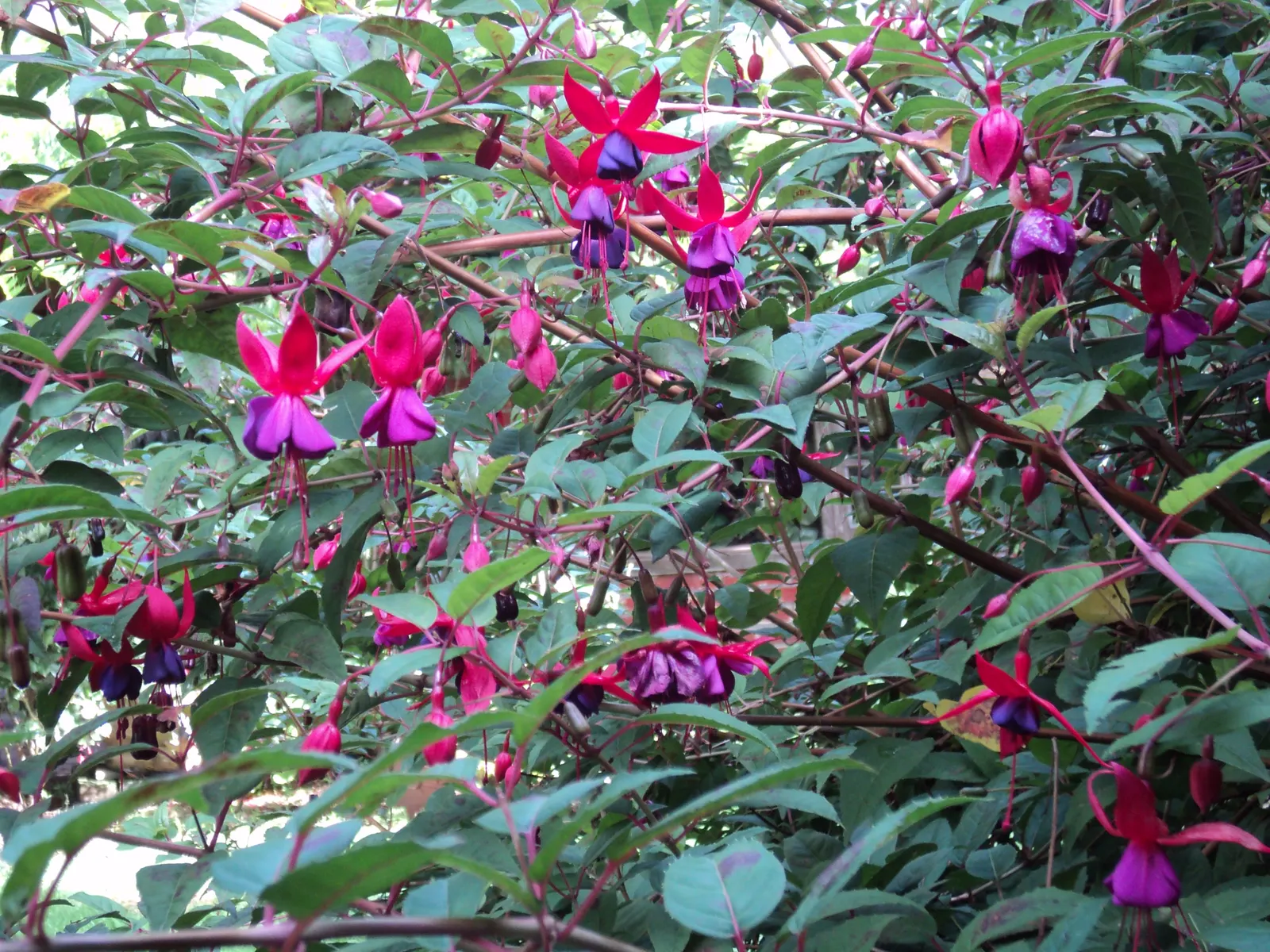 Hardy Fuchsia (Fuchsia Magellanica) — commonly referred to as Hardy Fuchsia; perennial / shrub with multi-colored and purple and red blooms, image 62
