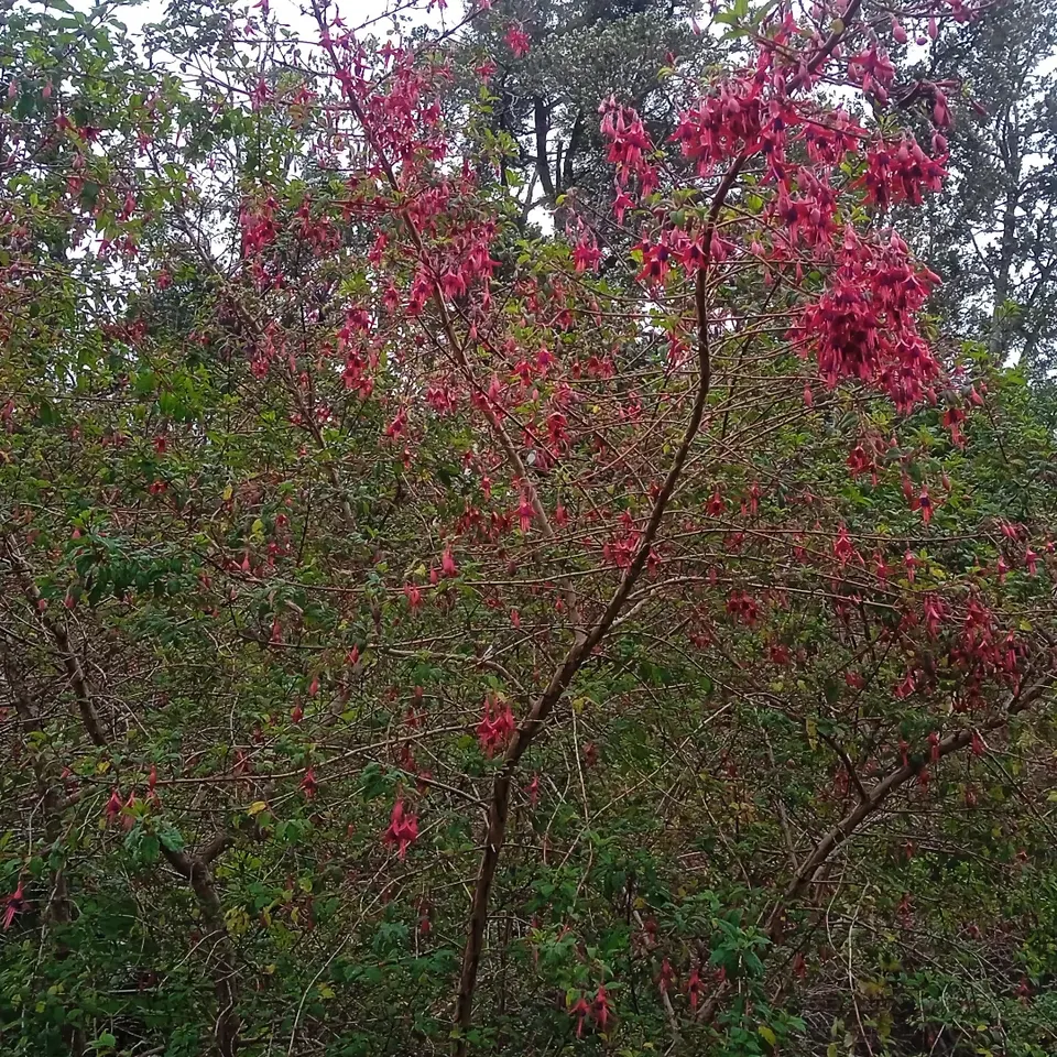Hardy Fuchsia (Fuchsia Magellanica) — with deep purple corollas and red sepals; hardy Fuchsia prefers a location with partial shade