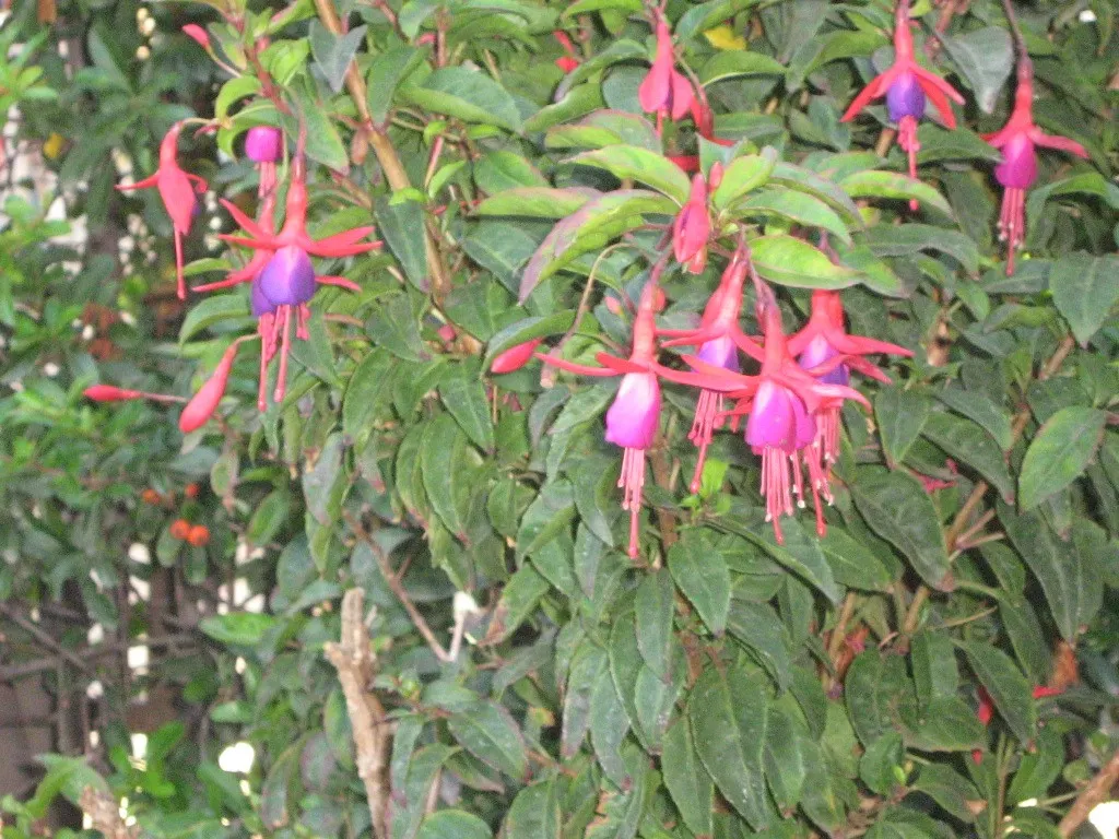 Hardy Fuchsia (Fuchsia Magellanica) — Prune in spring for a robust display; though it can tolerate full sun in cooler climates