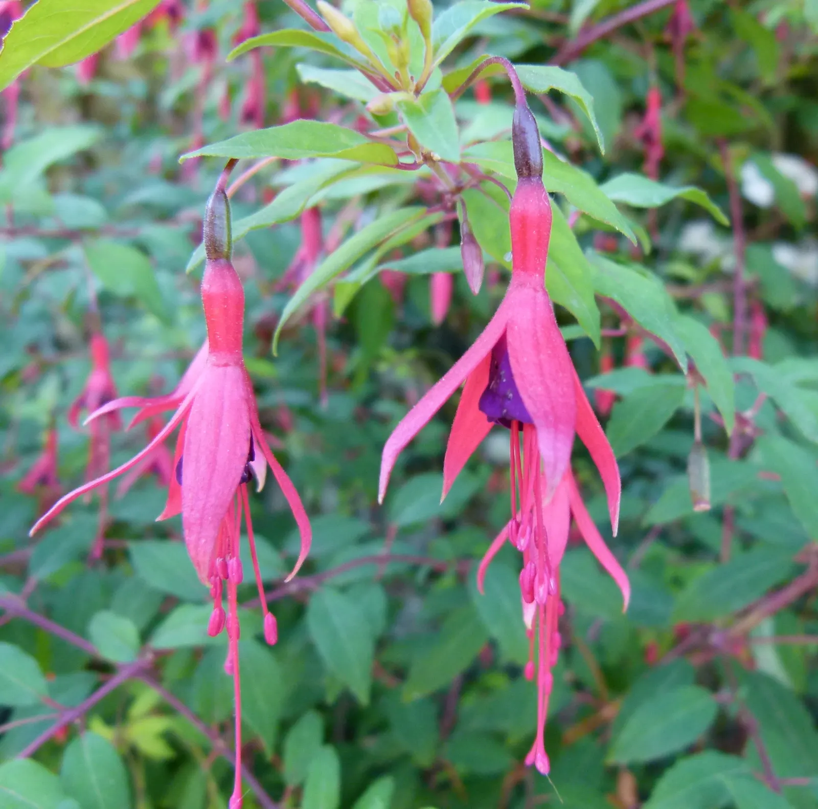 Hardy Fuchsia (Fuchsia Magellanica) — Prune in spring for a robust display