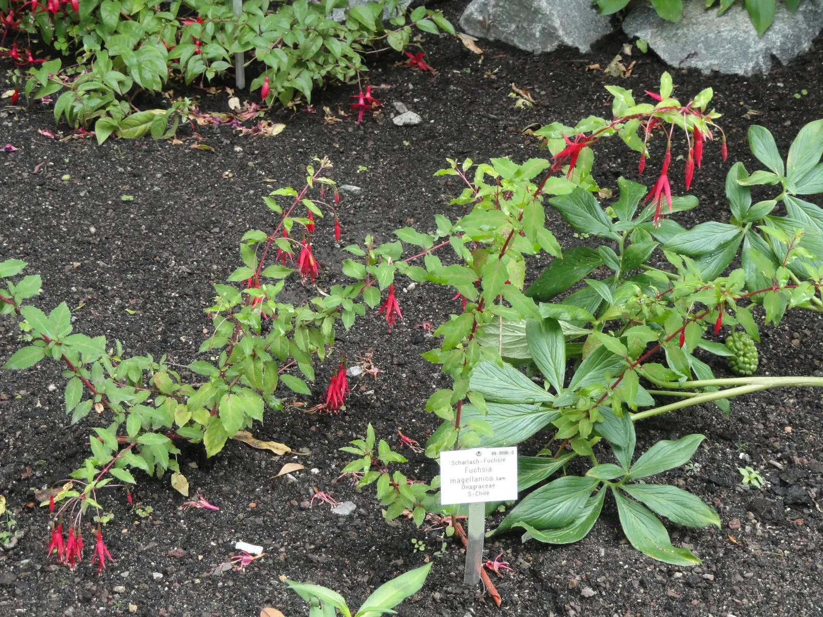 Hardy Fuchsia (Fuchsia Magellanica) — this plant attracts hummingbirds and butterflies; is a robust deciduous shrub, image 75
