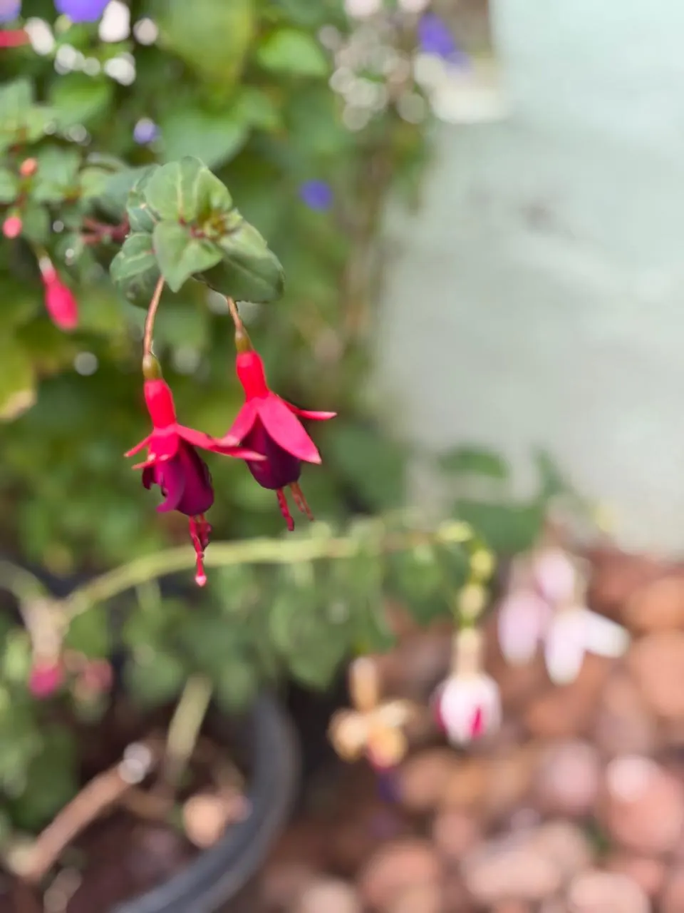 Hardy Fuchsia (Fuchsia Magellanica) — though it can tolerate full sun in cooler climates; it offers an elegant, cascading habit when planted atop retaining