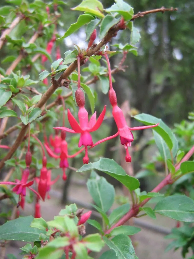 Hardy Fuchsia (Fuchsia Magellanica) — Hardy Fuchsia prefers a location with partial shade; arching branches with small lance-shaped leaves that are