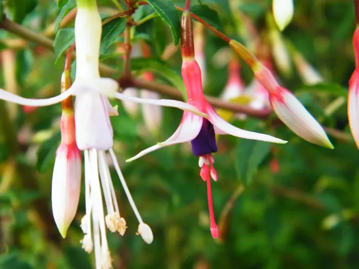 Hardy Fuchsia (Fuchsia Magellanica) — multi-colored and purple and red flowers in the garden