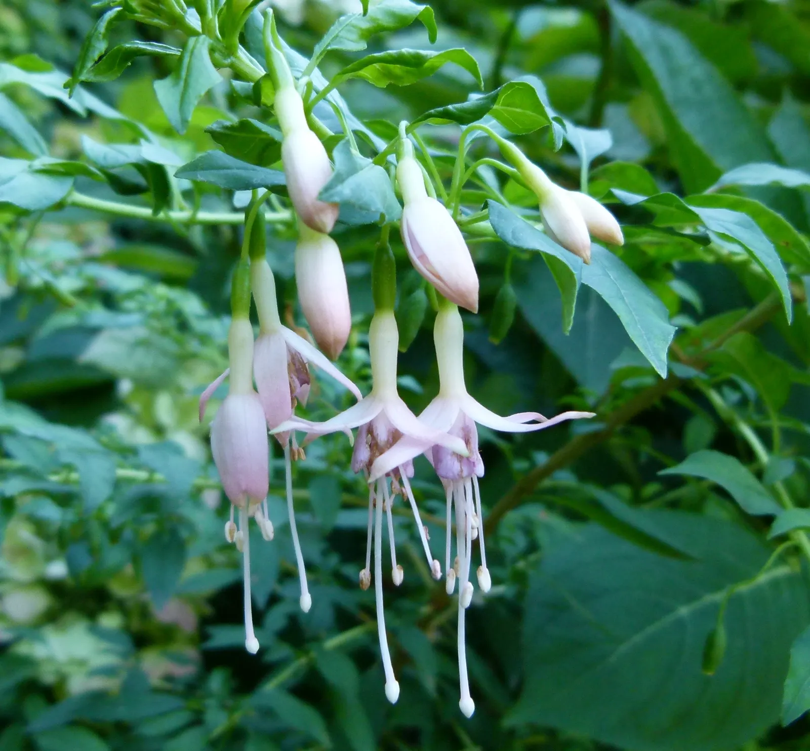 Hardy Fuchsia (Fuchsia Magellanica) — though it can tolerate full sun in cooler climates