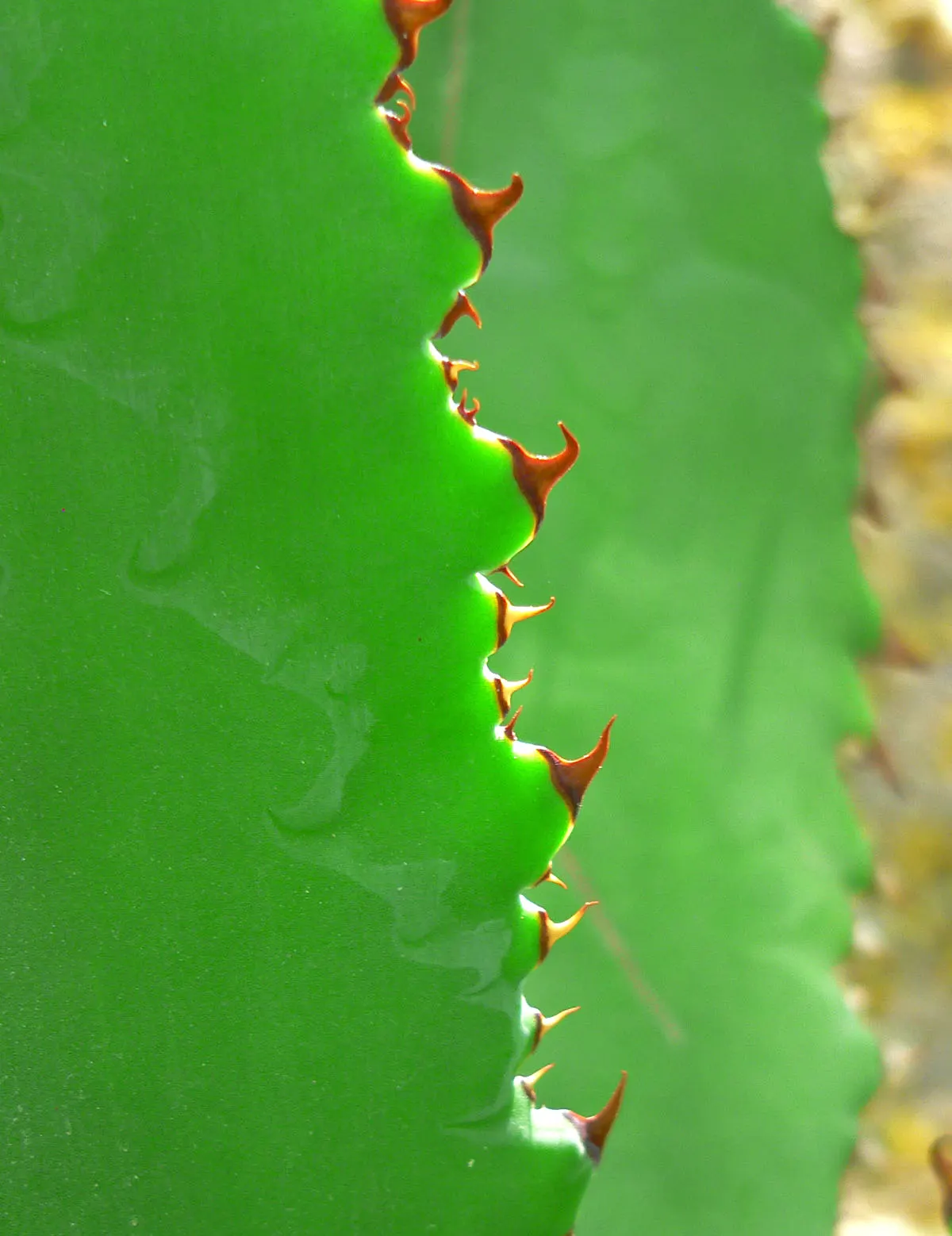 Cow's Horn Agave (Agave Bovicornuta) — thriving in full sun with well-draining soil