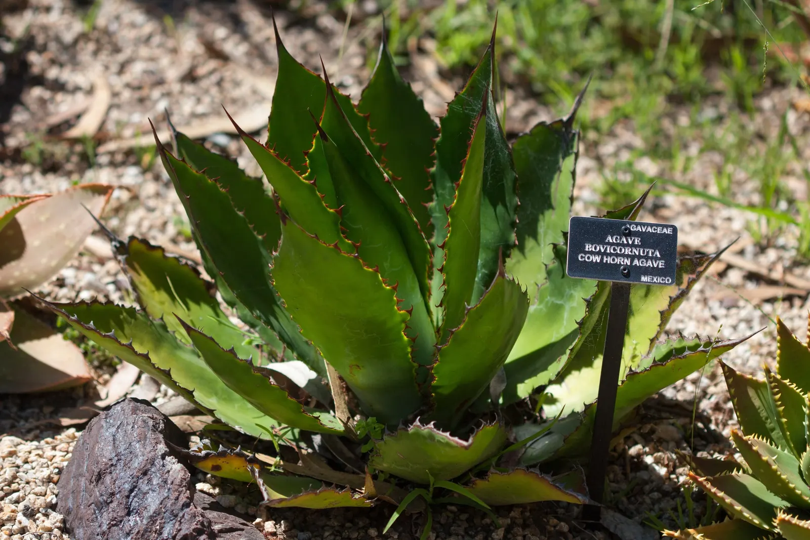 Cow's Horn Agave (Agave Bovicornuta) — is a striking succulent native to the rocky slopes and oak woodlands of Western Mexico