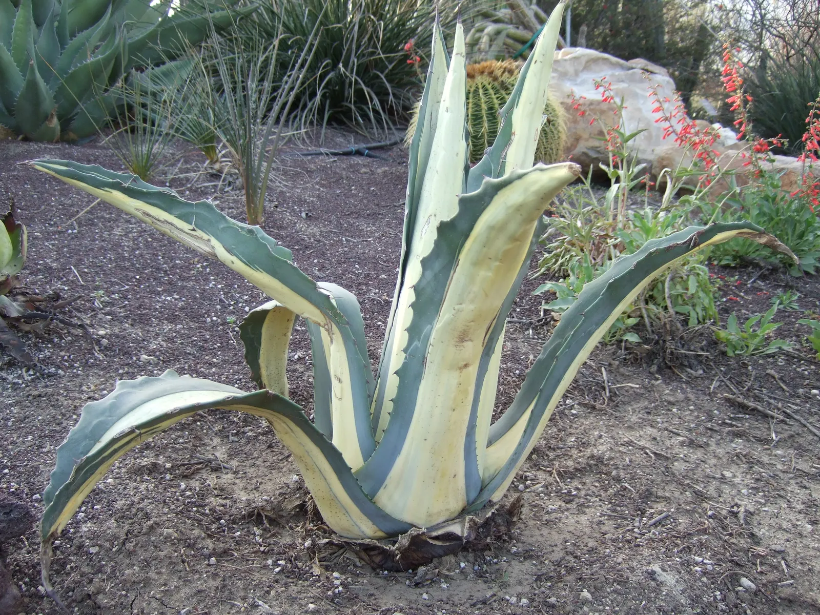 Cow's Horn Agave (Agave Bovicornuta) — Its foliage can spread up to 3-4 feet across, with each leaf reaching a length of 2-3 feet