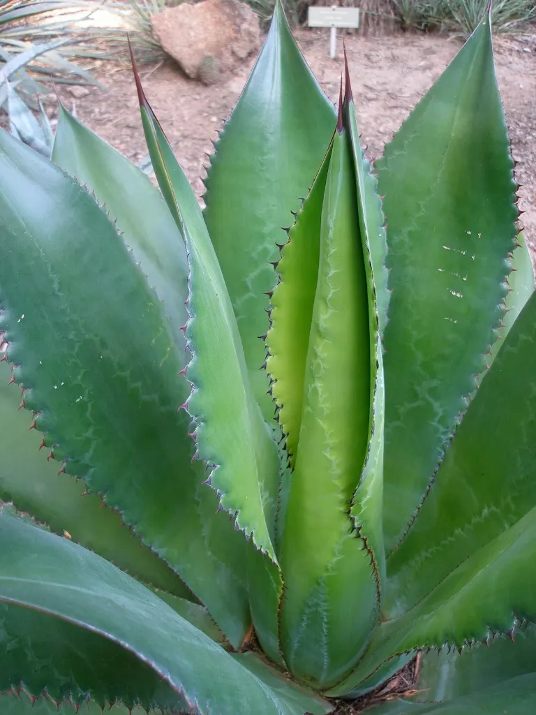 Cow's Horn Agave (Agave Bovicornuta) — This architectural plant is a focal point in any landscape design