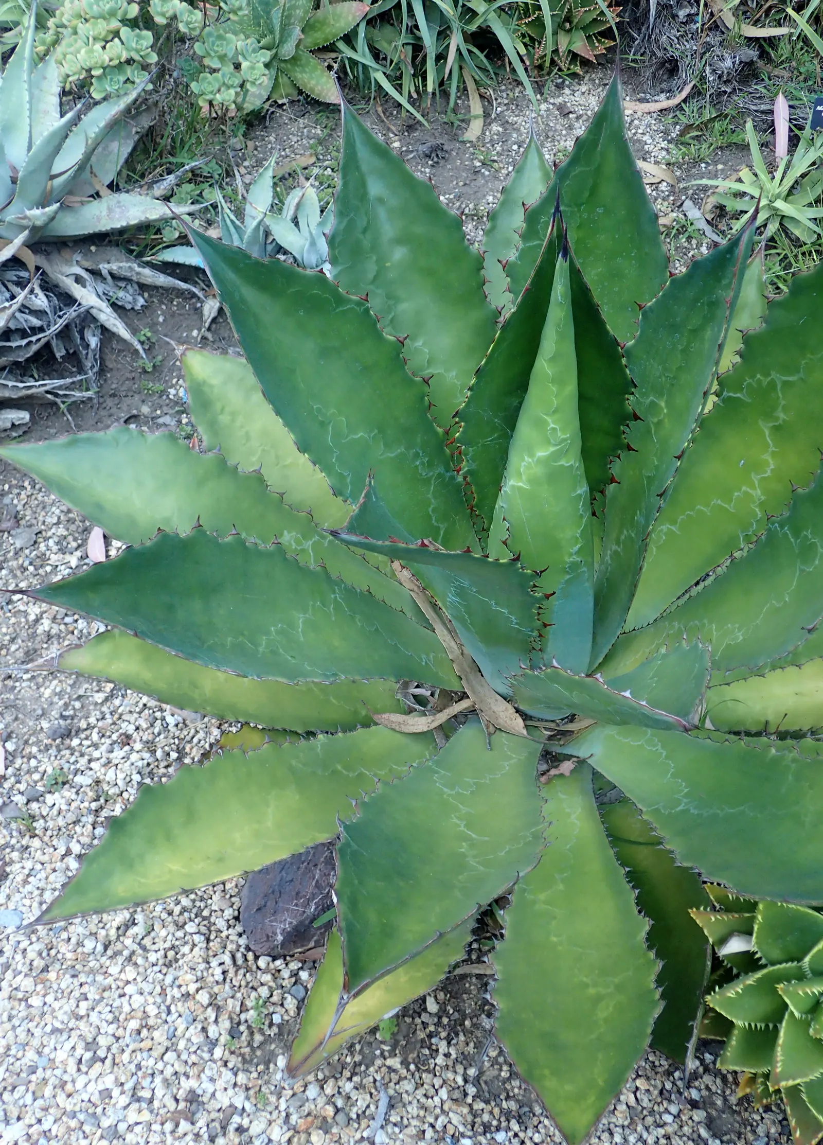Cow's Horn Agave (Agave Bovicornuta) — sculptural element to xeriscapes