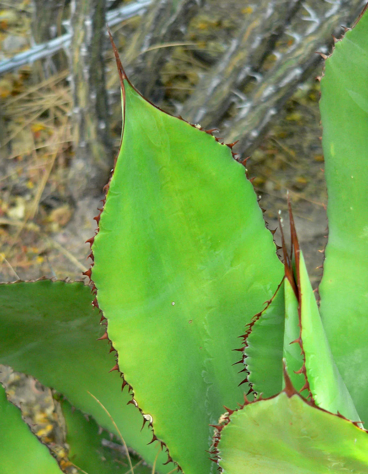 Cow's Horn Agave (Agave Bovicornuta) — Mature plants may produce a towering flower stalk after several years