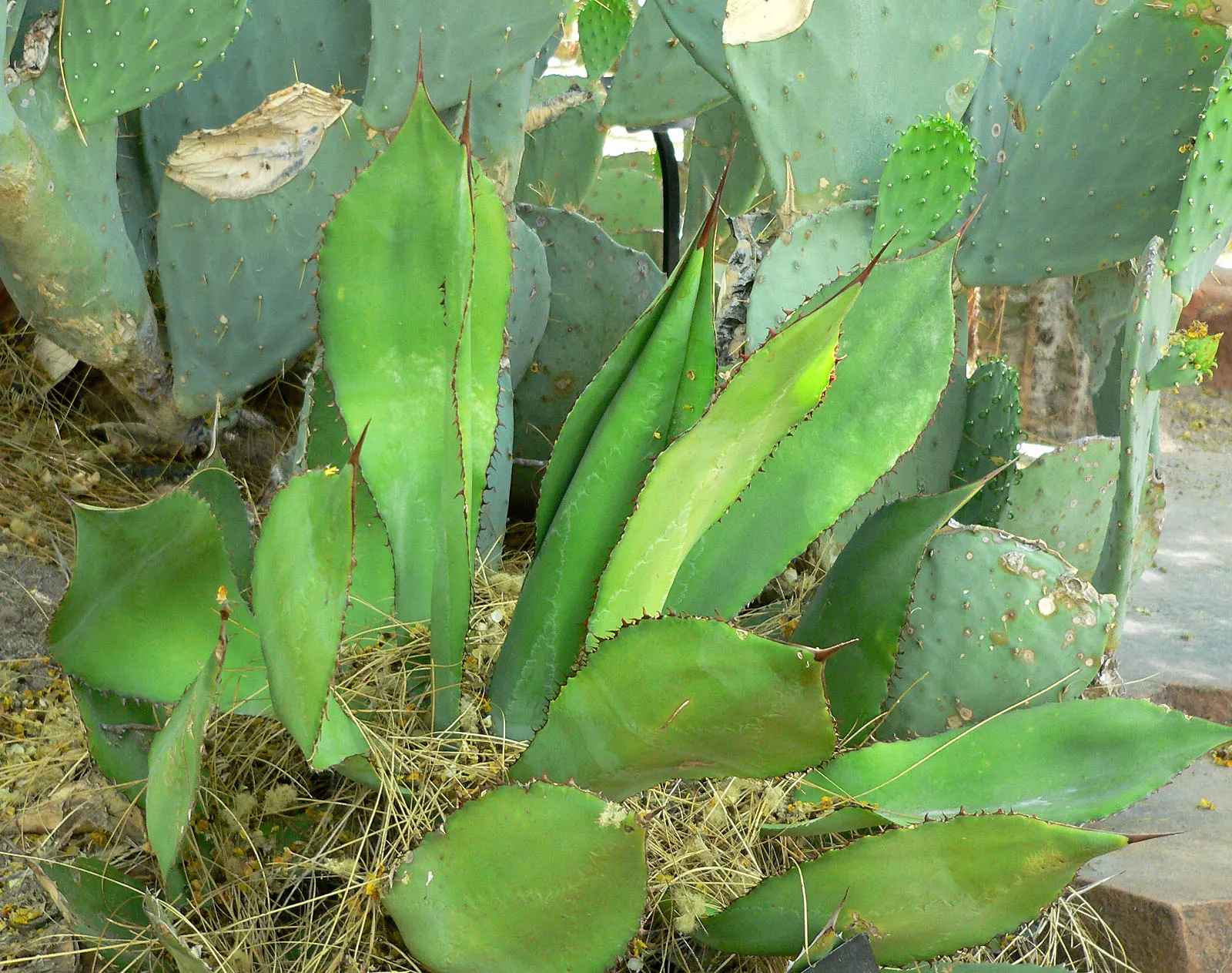 Cow's Horn Agave (Agave Bovicornuta) — commonly known as Cow's Horn Agave