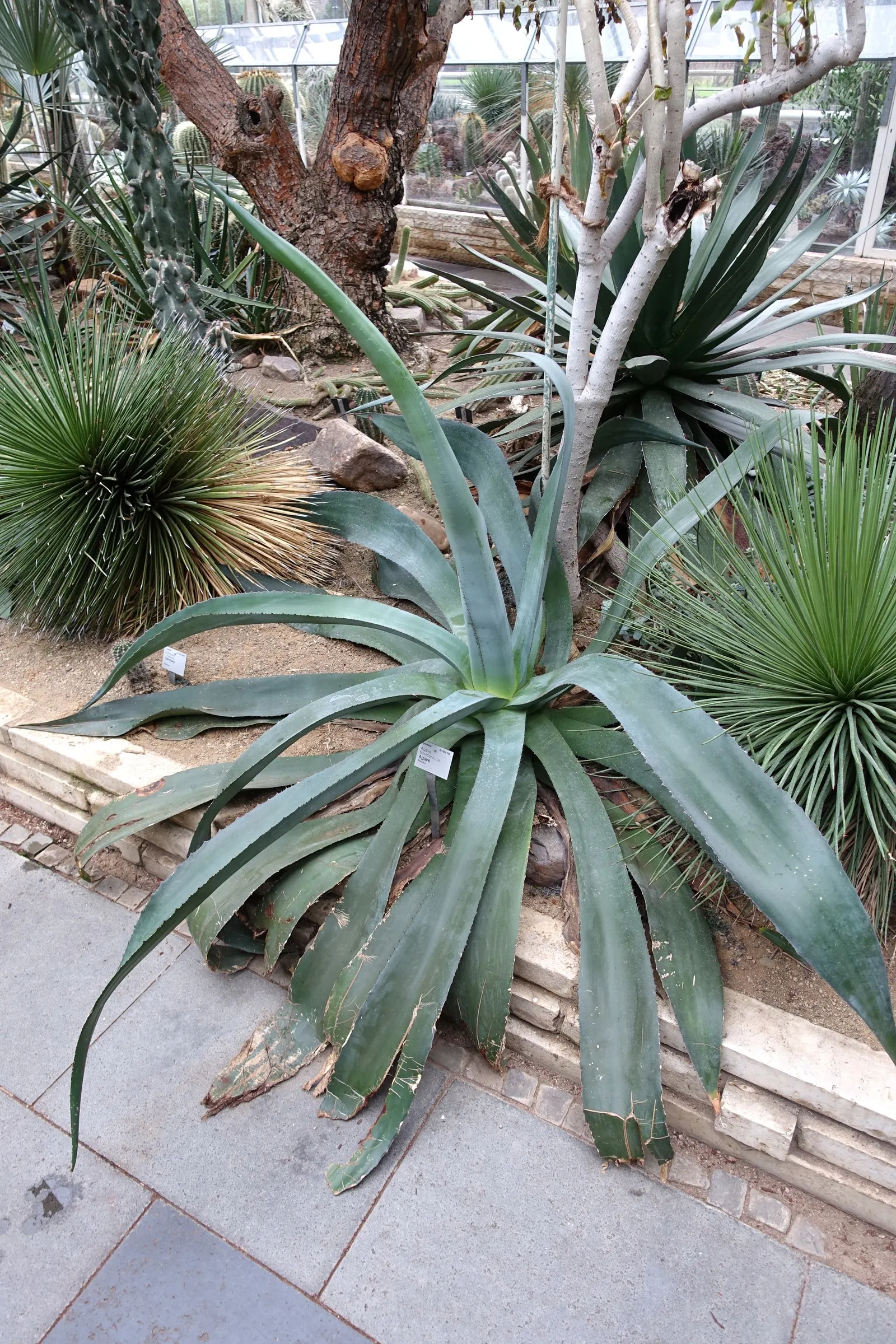 Cow's Horn Agave (Agave Bovicornuta) — green leaves with distinctively curved reddish spines resembling a cow's horn
