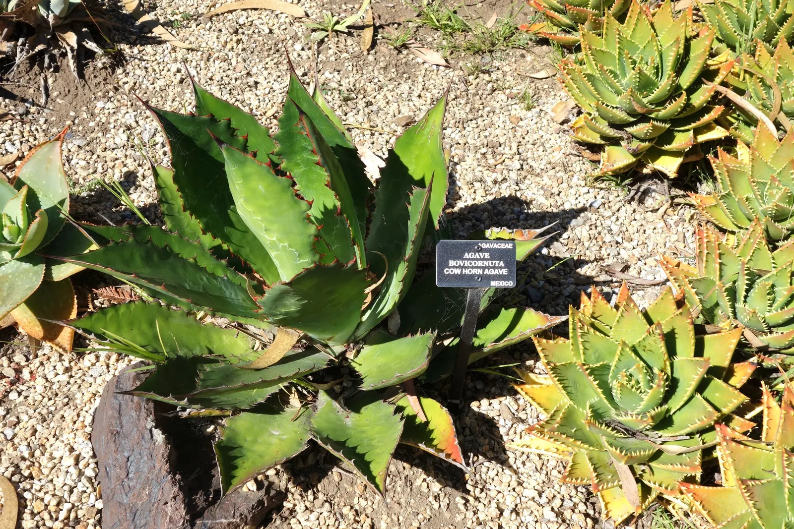 Cow's Horn Agave (Agave Bovicornuta) — This drought-tolerant succulent adds a dramatic