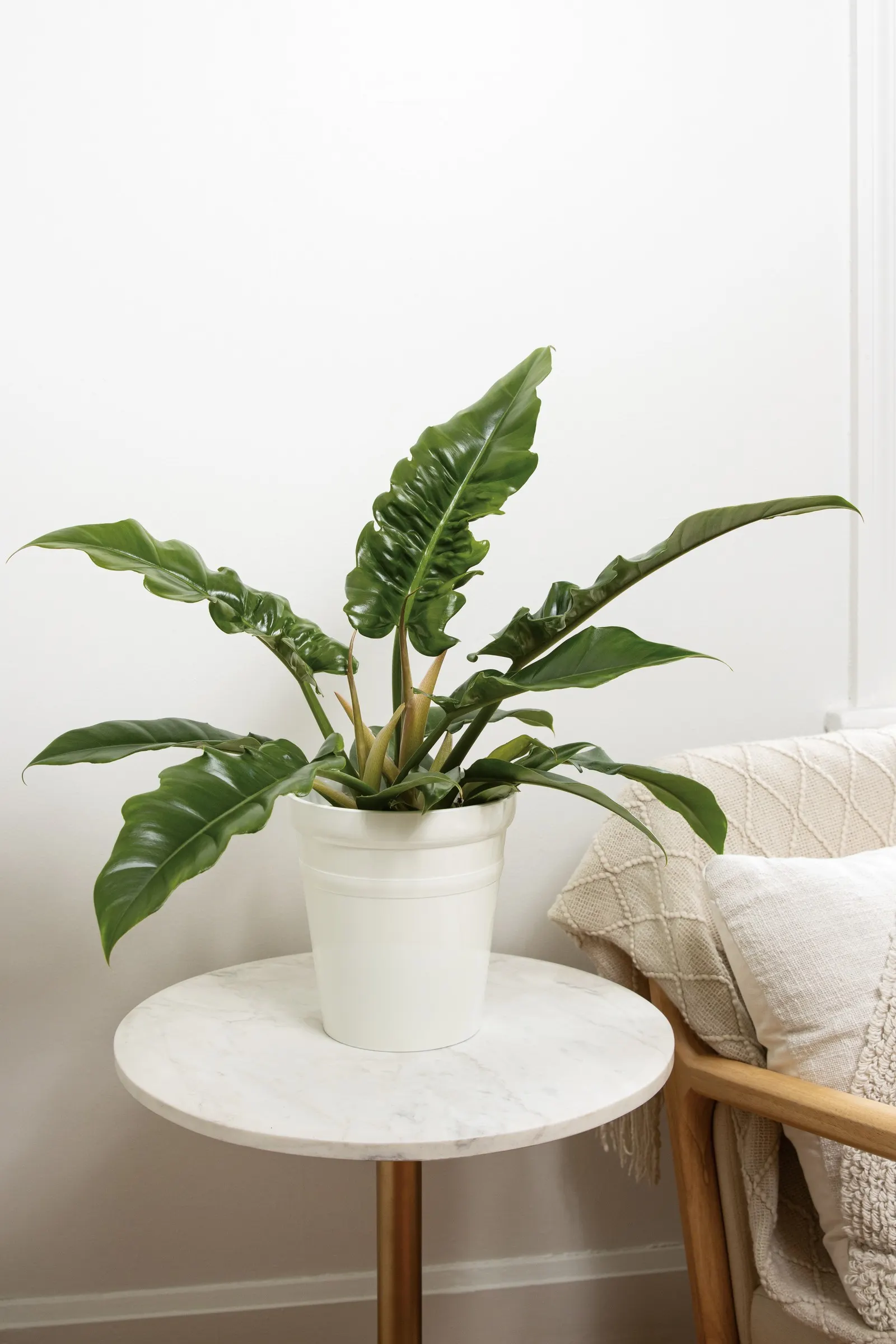 Double-edged Sword™ Tiger Tooth Philodendron (Philodendron hybrid) — The Philodendron hybrid is an upright tropical houseplant with emerald green
