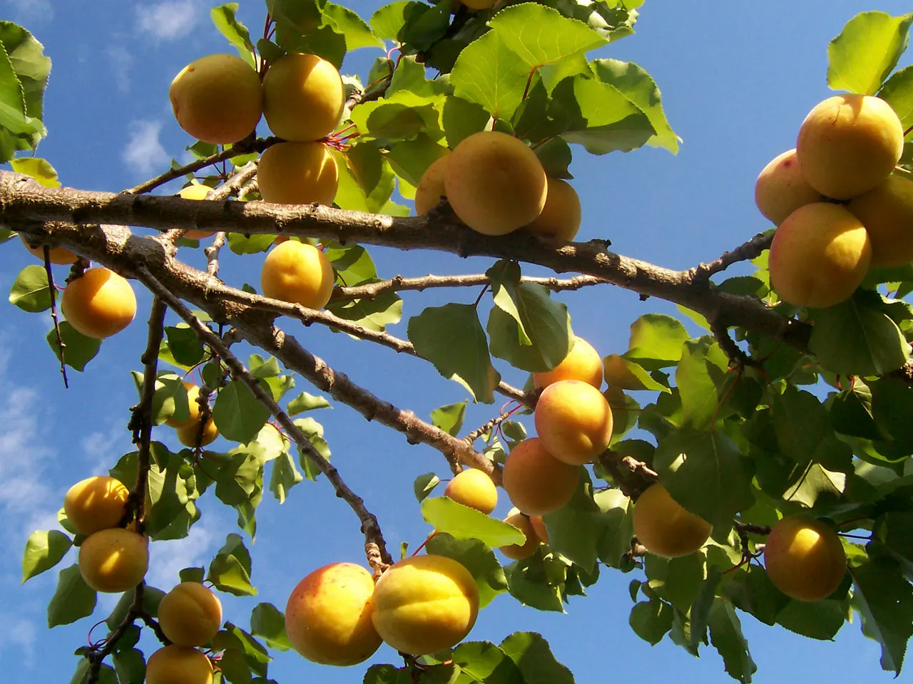 Apricot (Prunus Armeniaca) — which can be managed with appropriate care and preventive measures; as it thrives in locations with at least six hours of direct