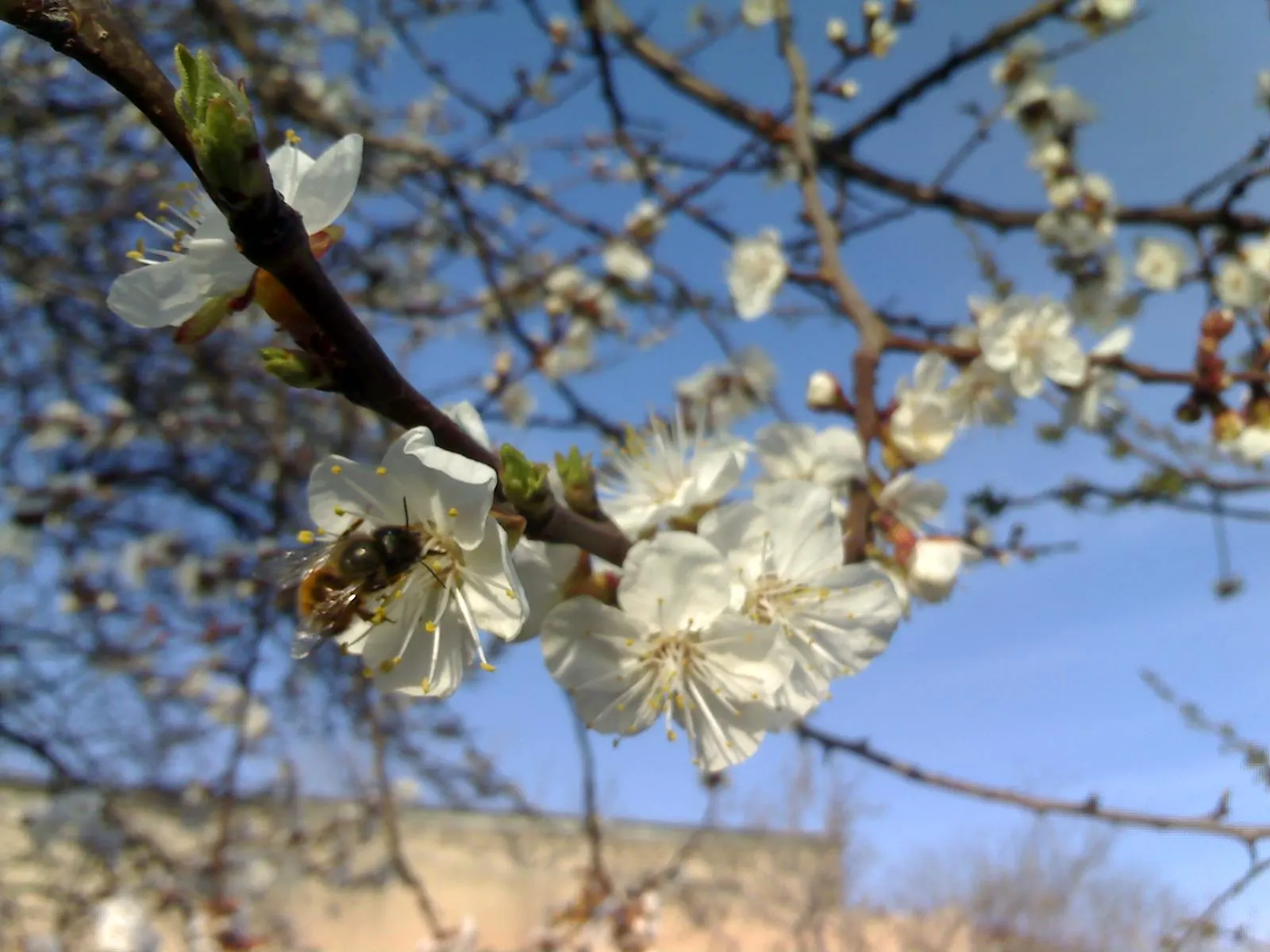 Apricot (Prunus Armeniaca) — commonly known as Apricot; prefers well-drained soil and full sun, image 71