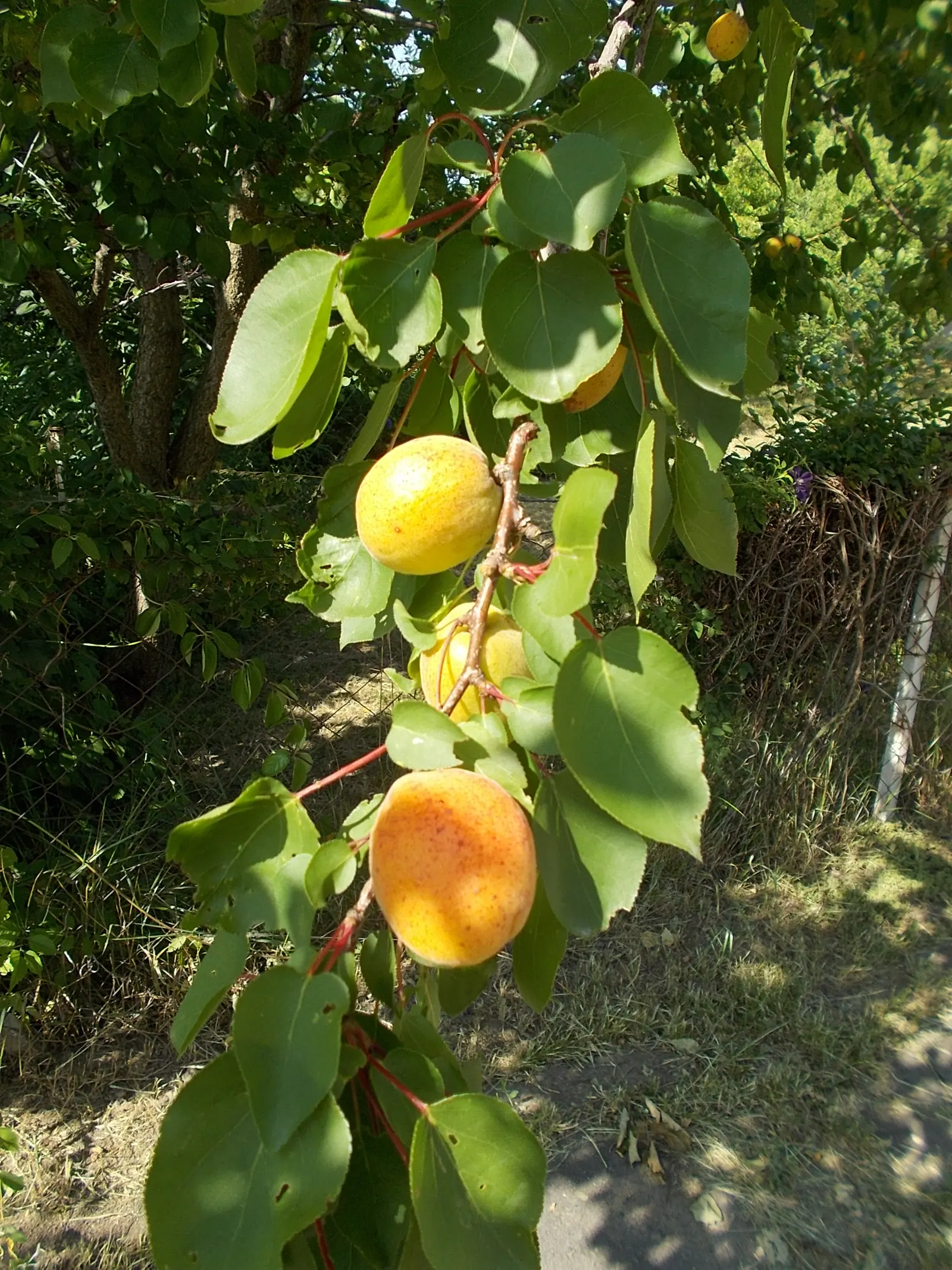 Apricot (Prunus Armeniaca) — Apricot trees add a charming; providing both visual interest and delicious yields, image 75