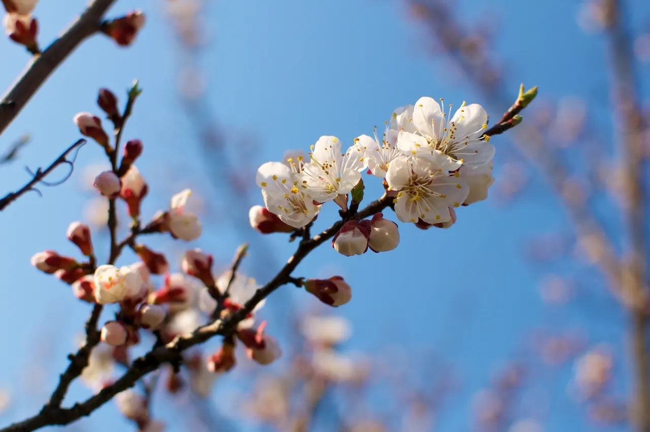 Apricot (Prunus Armeniaca) — By mid to late summer, the tree bears its hallmark apricot fruits