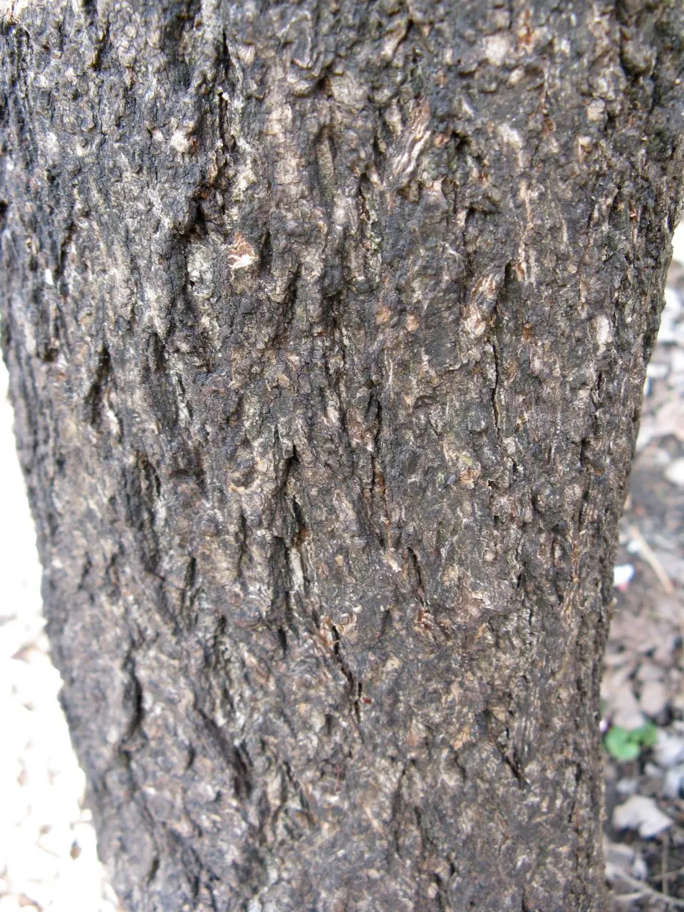 Apricot (Prunus Armeniaca) — with a velvety skin that ranges from yellow to orange
