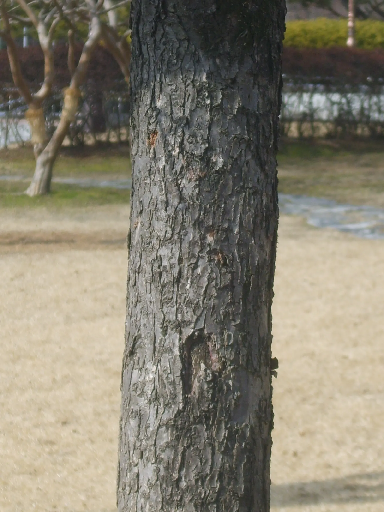 Apricot (Prunus Armeniaca) — Each is typically 1.5 to 2.5 inches in diameter