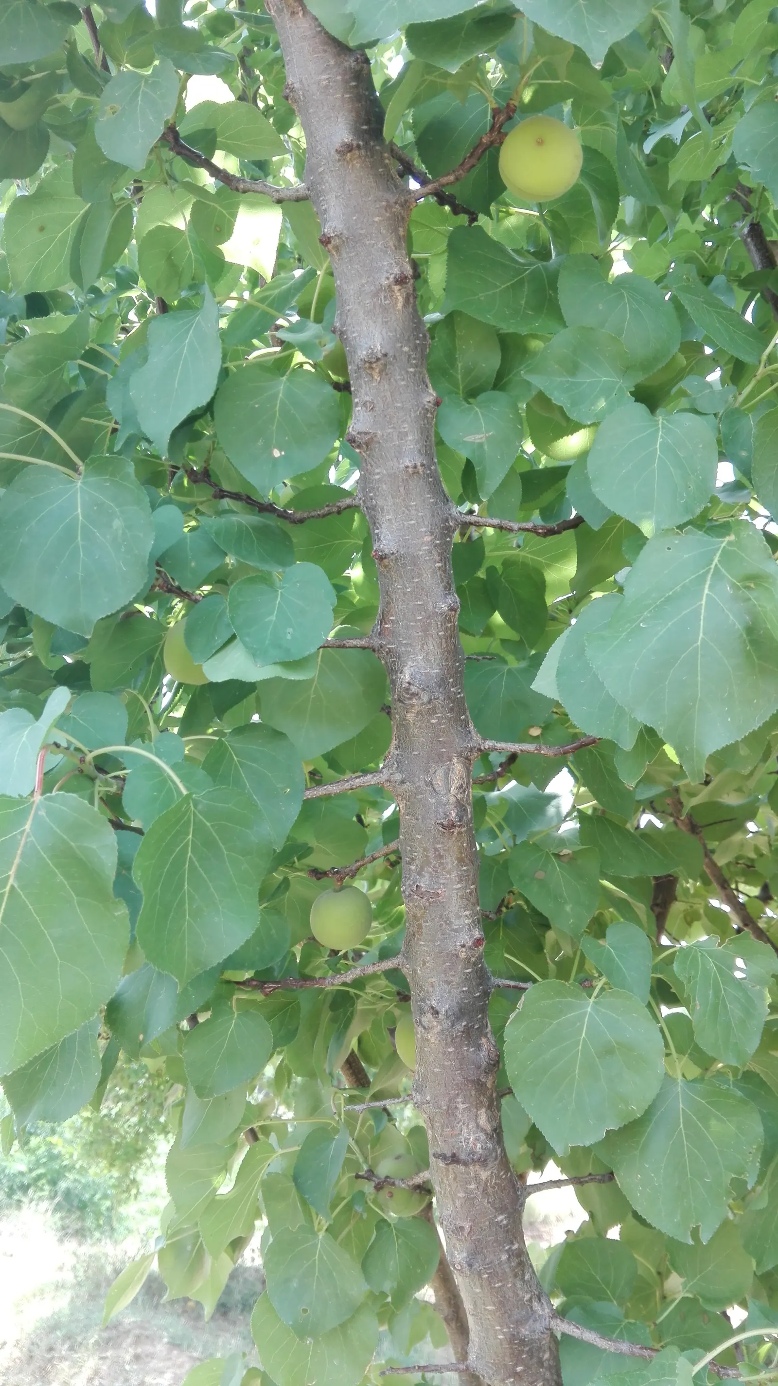 Apricot (Prunus Armeniaca) — such as bees and butterflies, image 53
