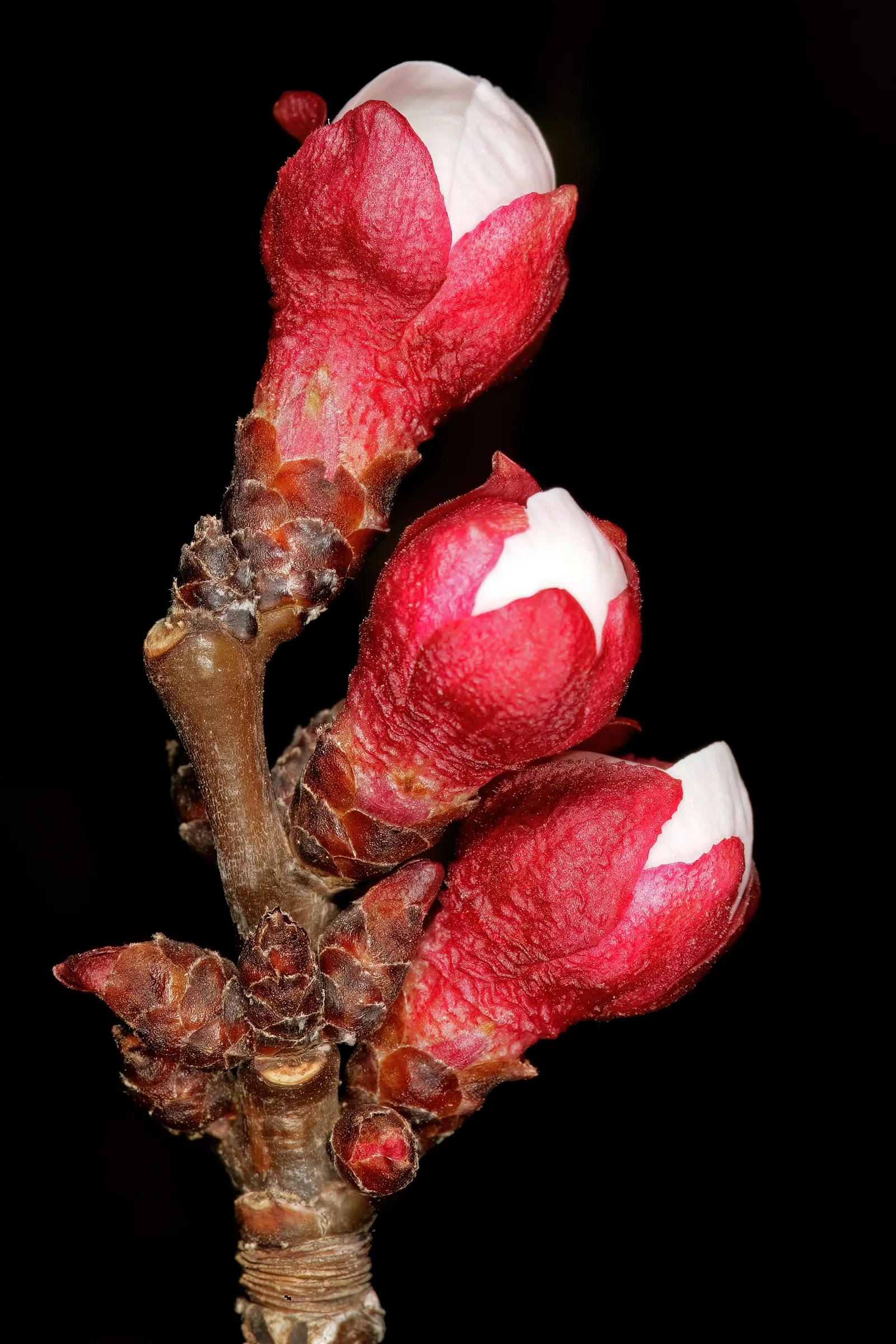 Apricot (Prunus Armeniaca) — especially during the fruiting season; prefers well-drained soil and full sun