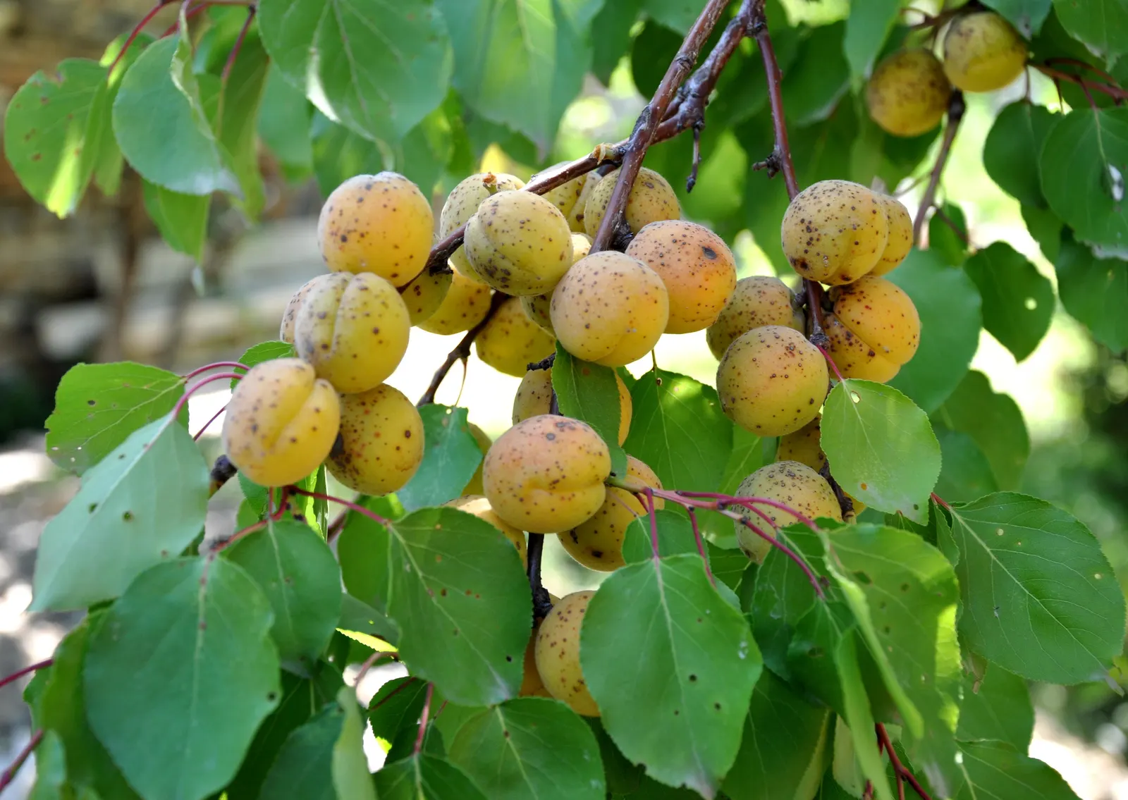 Apricot (Prunus Armeniaca) — each about 3/4 to 1 inch in diameter; providing both visual interest and delicious yields