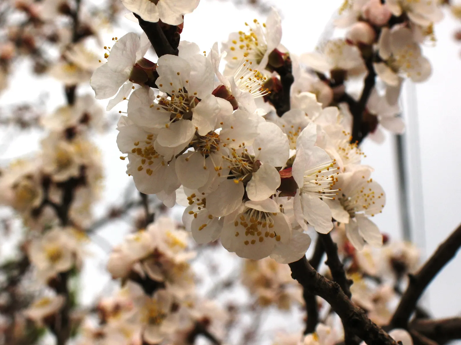 Apricot (Prunus Armeniaca) — This mid-sized tree typically reaches a height of 12 to 15 feet with an equal canopy spread; as it thrives in, image 79