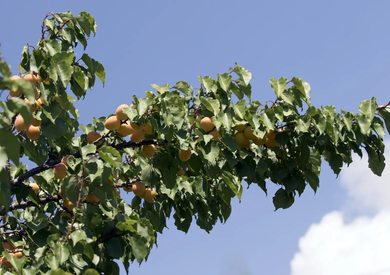 Apricot (Prunus Armeniaca) — covering the bare branches and creating a stunning floral showcase; prefers well-drained soil and full sun, image 86