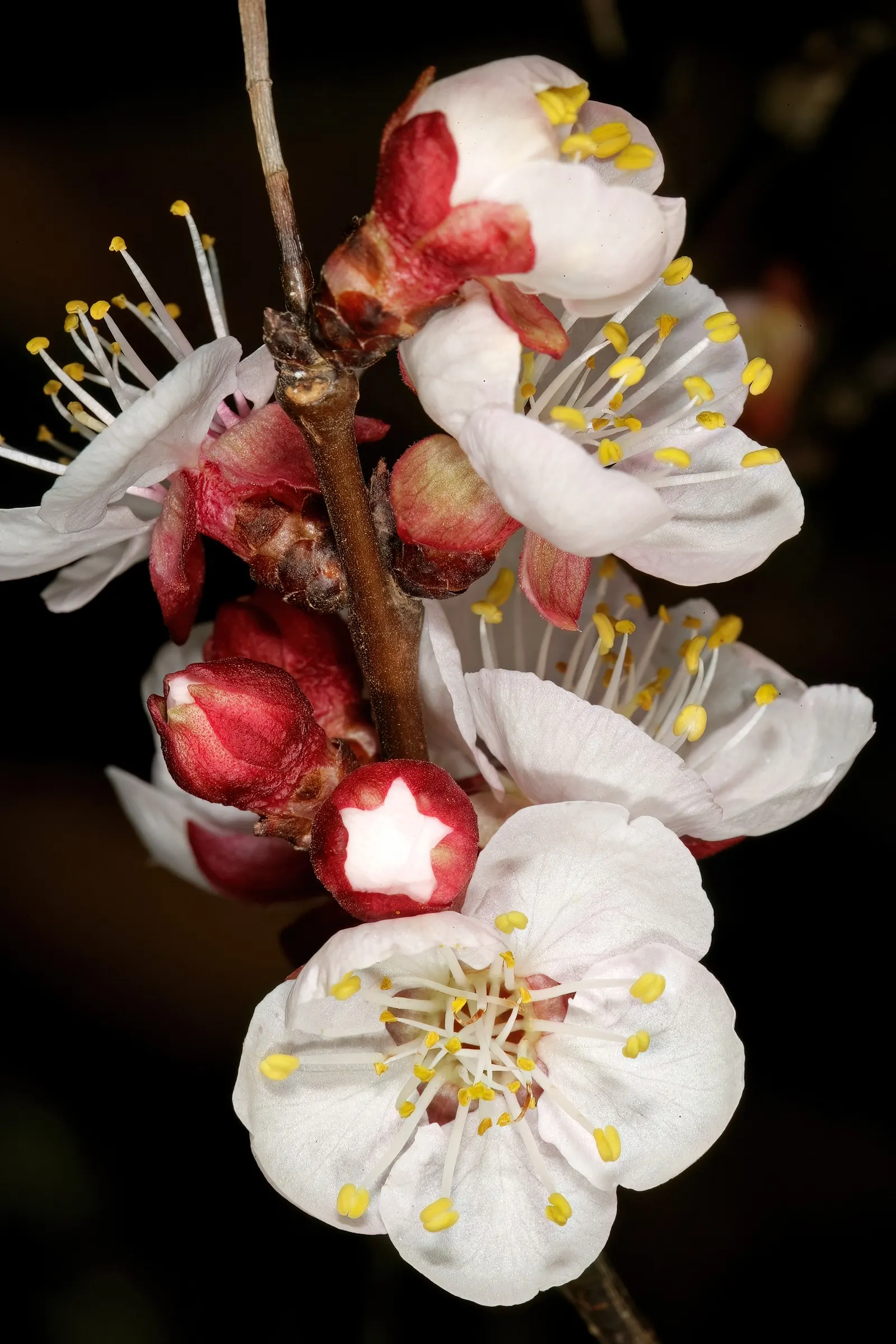 Apricot (Prunus Armeniaca) — This tree's modest size and stunning seasonal transitions from spring blooms