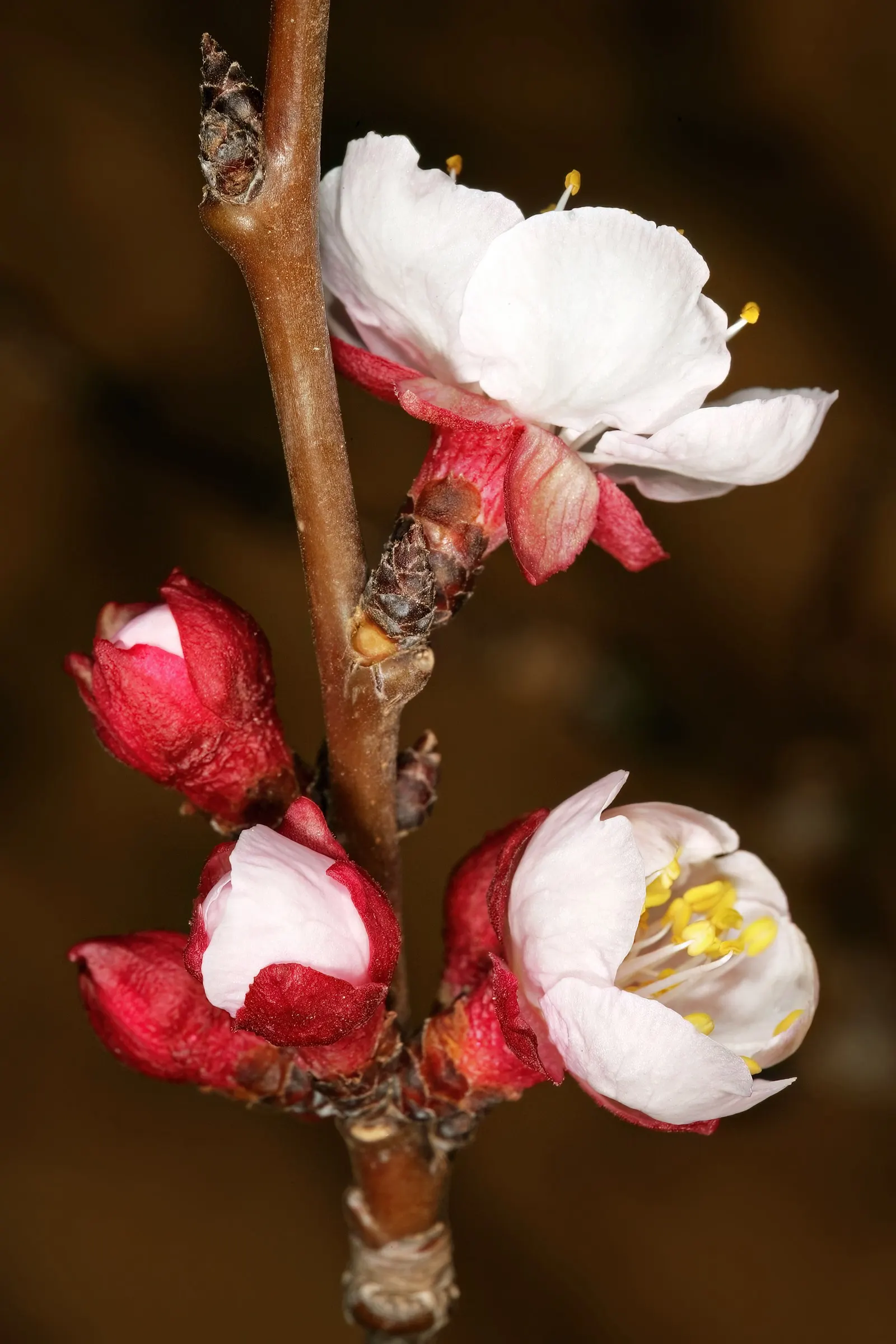 Apricot (Prunus Armeniaca) — Be mindful of potential pests and diseases such as aphids and bacterial canker; such as bees and butterflies