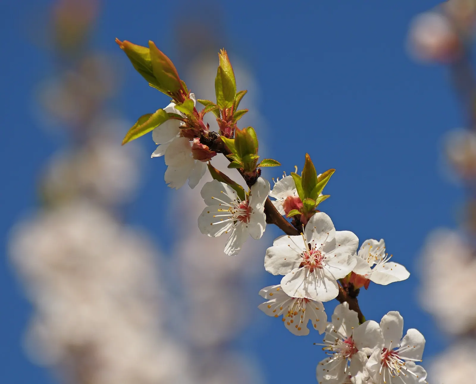 Apricot (Prunus Armeniaca) — This tree's modest size and stunning seasonal transitions from spring blooms; providing both visual interest and delicious yields