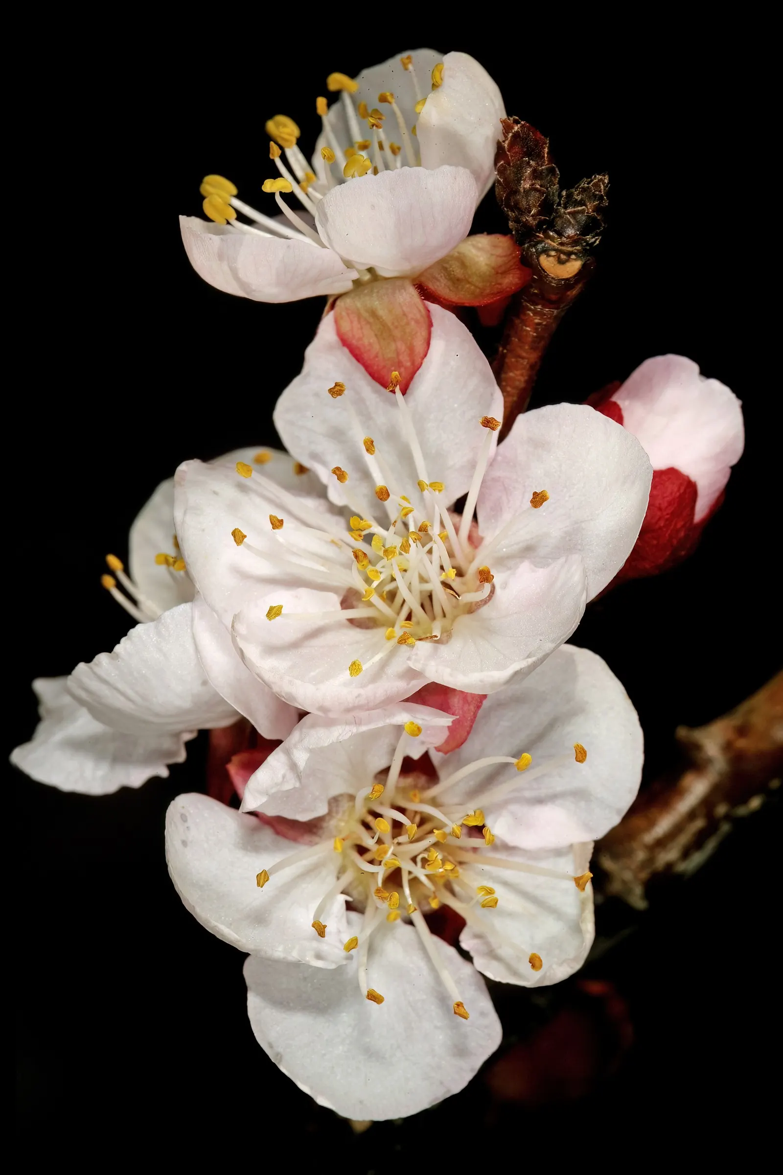Apricot (Prunus Armeniaca) — pink flowers in the garden; such as bees and butterflies