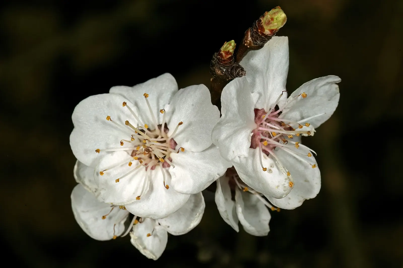 Apricot (Prunus Armeniaca) — Each is typically 1.5 to 2.5 inches in diameter; prefers well-drained soil and full sun