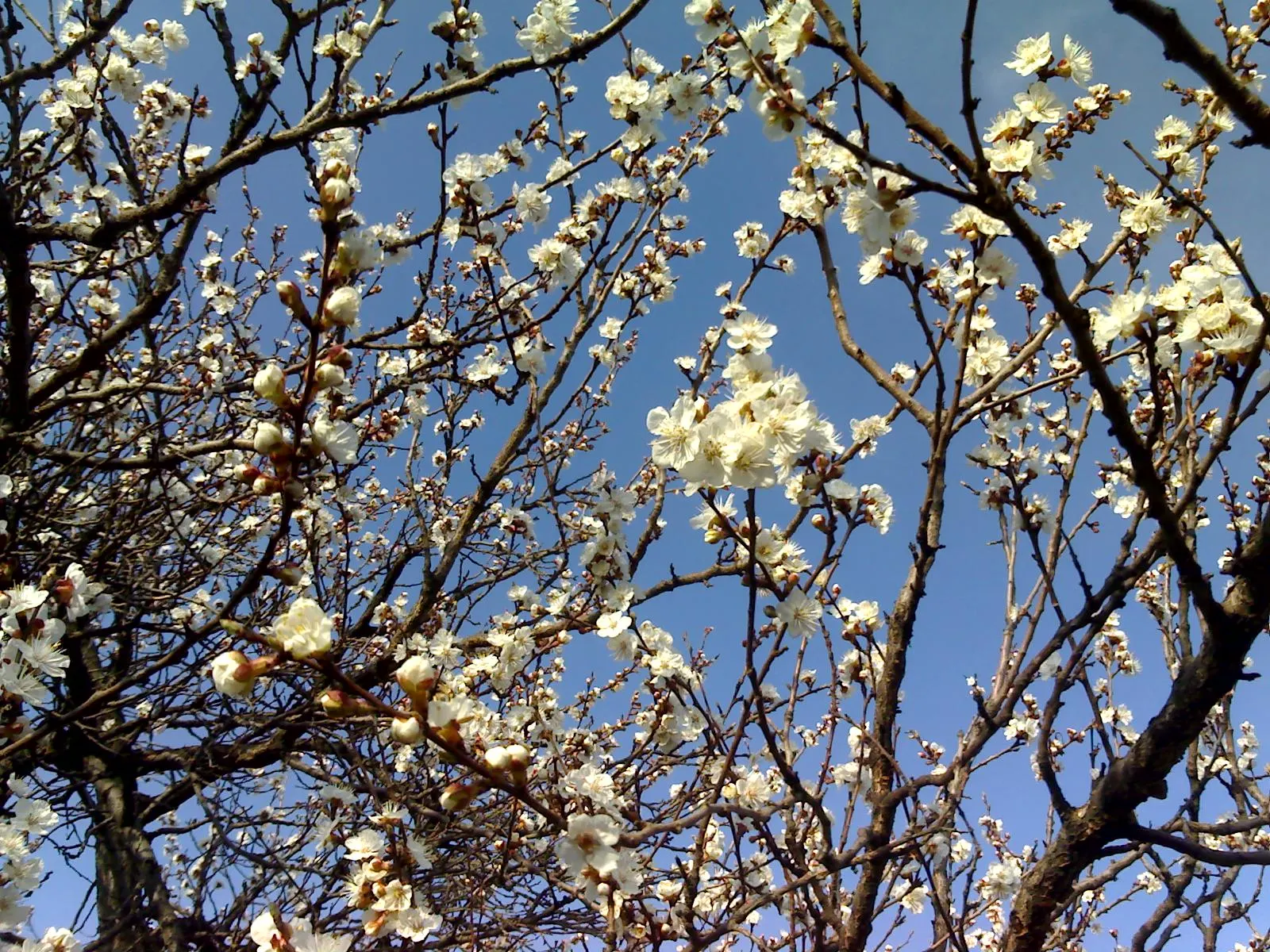 Apricot (Prunus Armeniaca) — with a velvety skin that ranges from yellow to orange; the leaves are fresh green