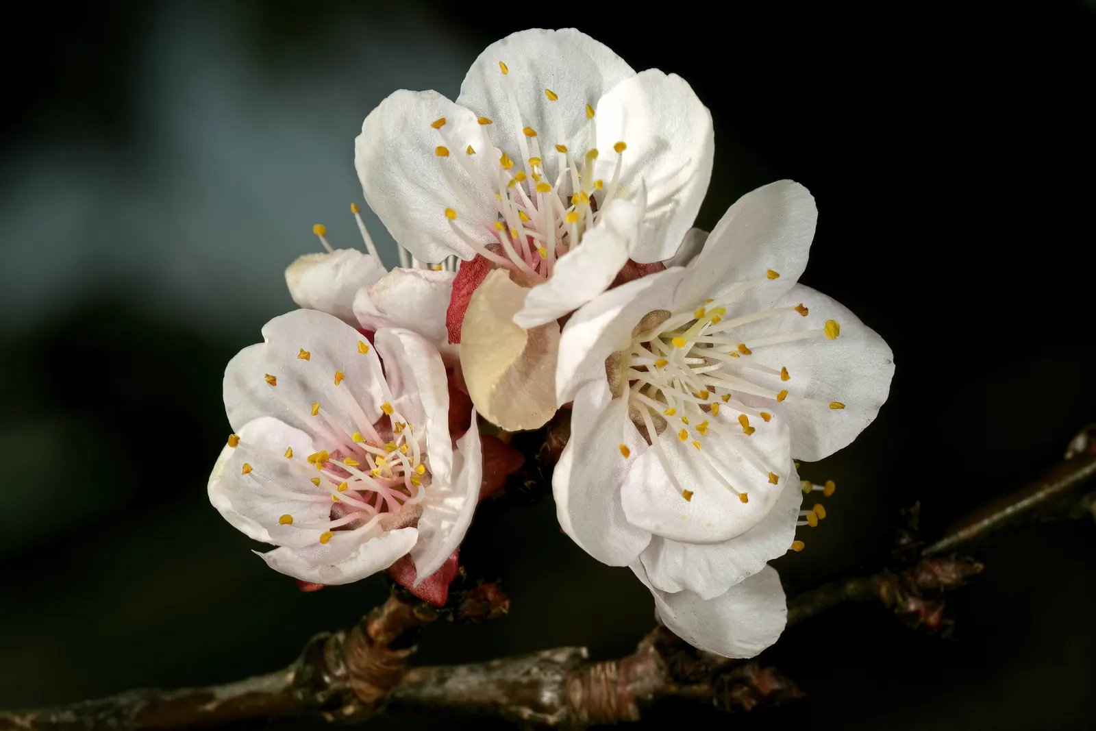 Apricot (Prunus Armeniaca) — ensure it is planted in well-draining soil with full exposure to sunlight