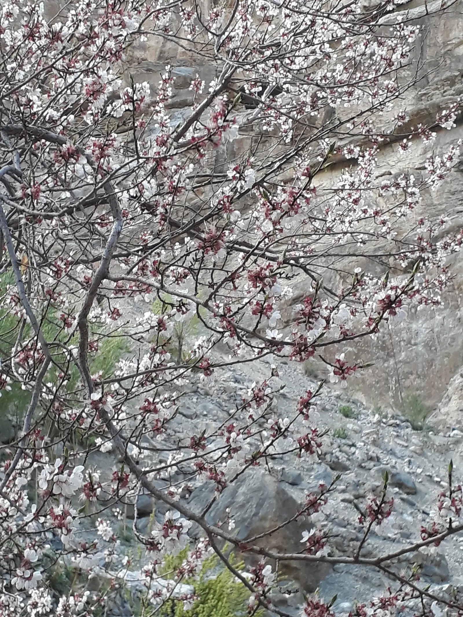 Apricot (Prunus Armeniaca) — commonly known as the Apricot tree; the leaves are fresh green, image 77