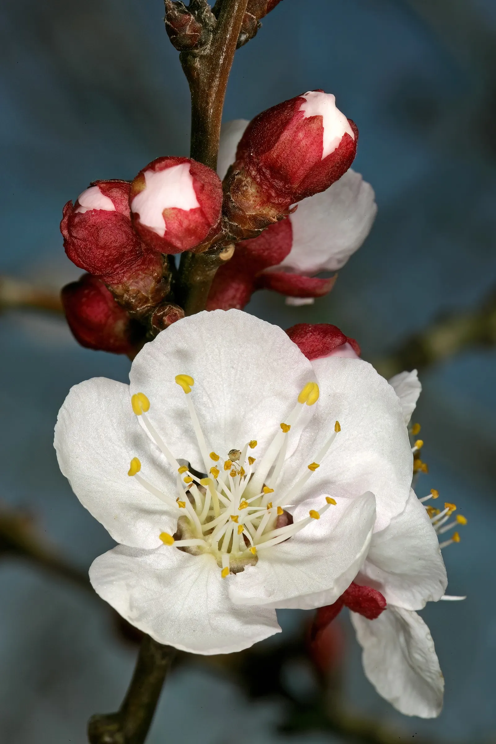 Apricot (Prunus Armeniaca) — as it thrives in locations with at least six hours of direct sun a day; providing both visual interest and delicious yields