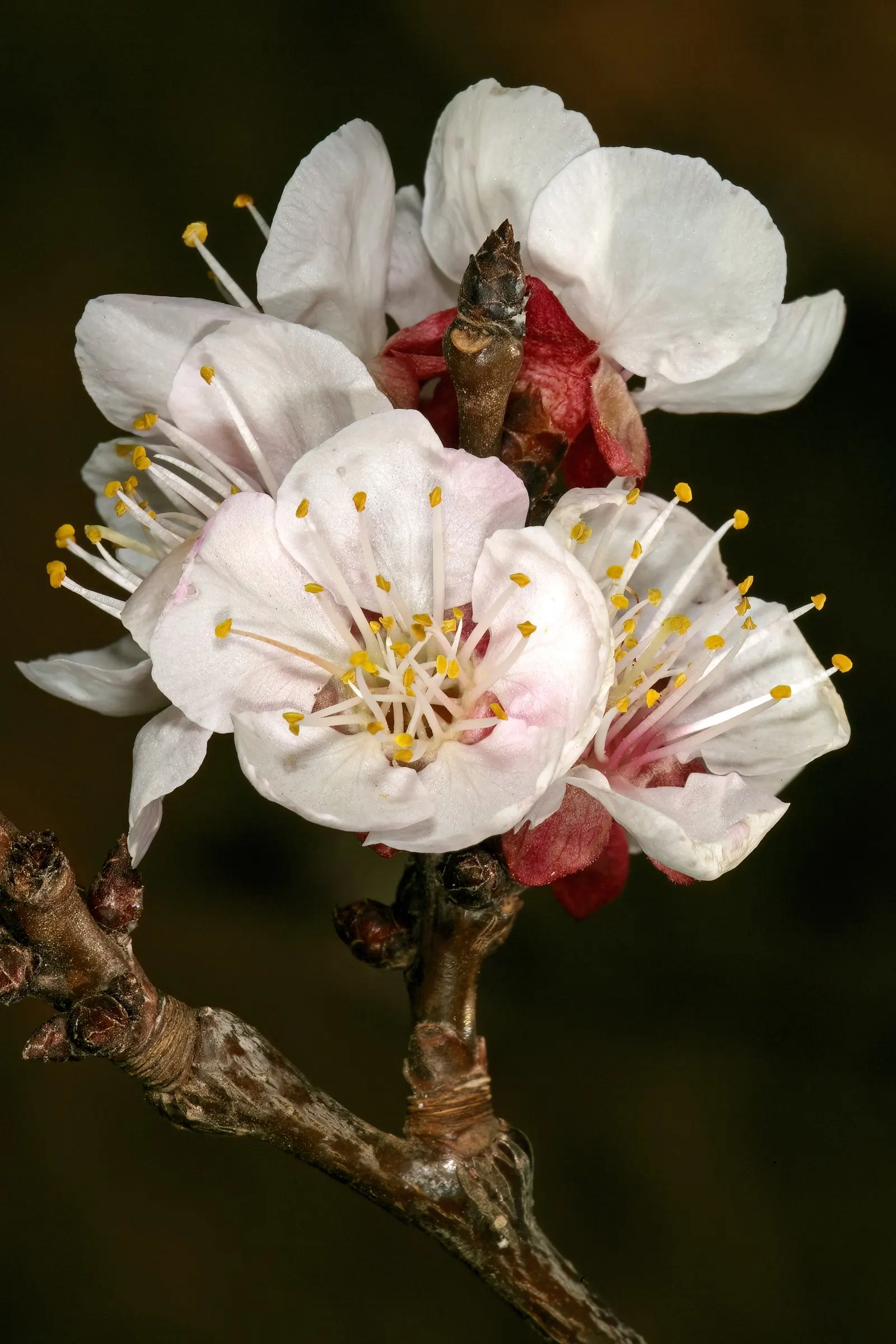 Apricot (Prunus Armeniaca) — providing both visual interest and delicious yields; the leaves are fresh green