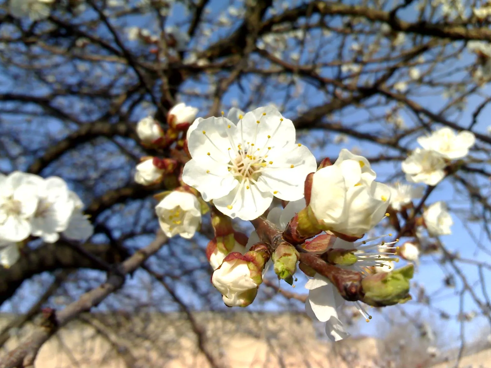 Apricot (Prunus Armeniaca) — Bearing delightful pinkish-white blooms in early spring, it produces succulent, yellow-orange fruit by summer; such as, image 73