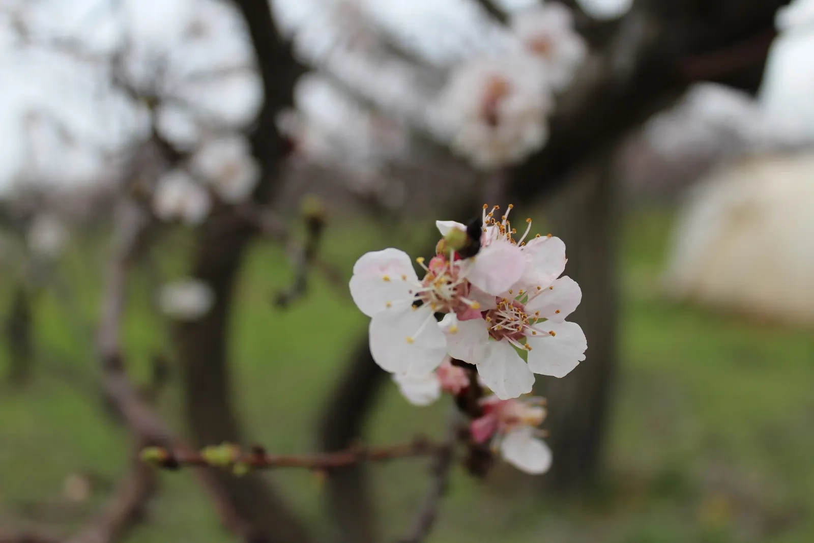 Apricot (Prunus Armeniaca) — measuring about 3 to 5 inches in length.<br><br>In early spring; such as bees and butterflies, image 83