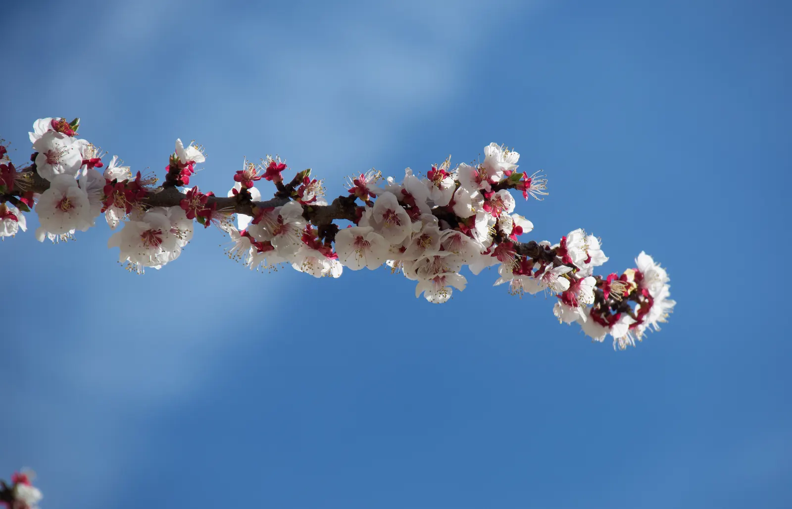 Apricot (Prunus Armeniaca) — with finely serrated margins; the leaves are fresh green, image 82