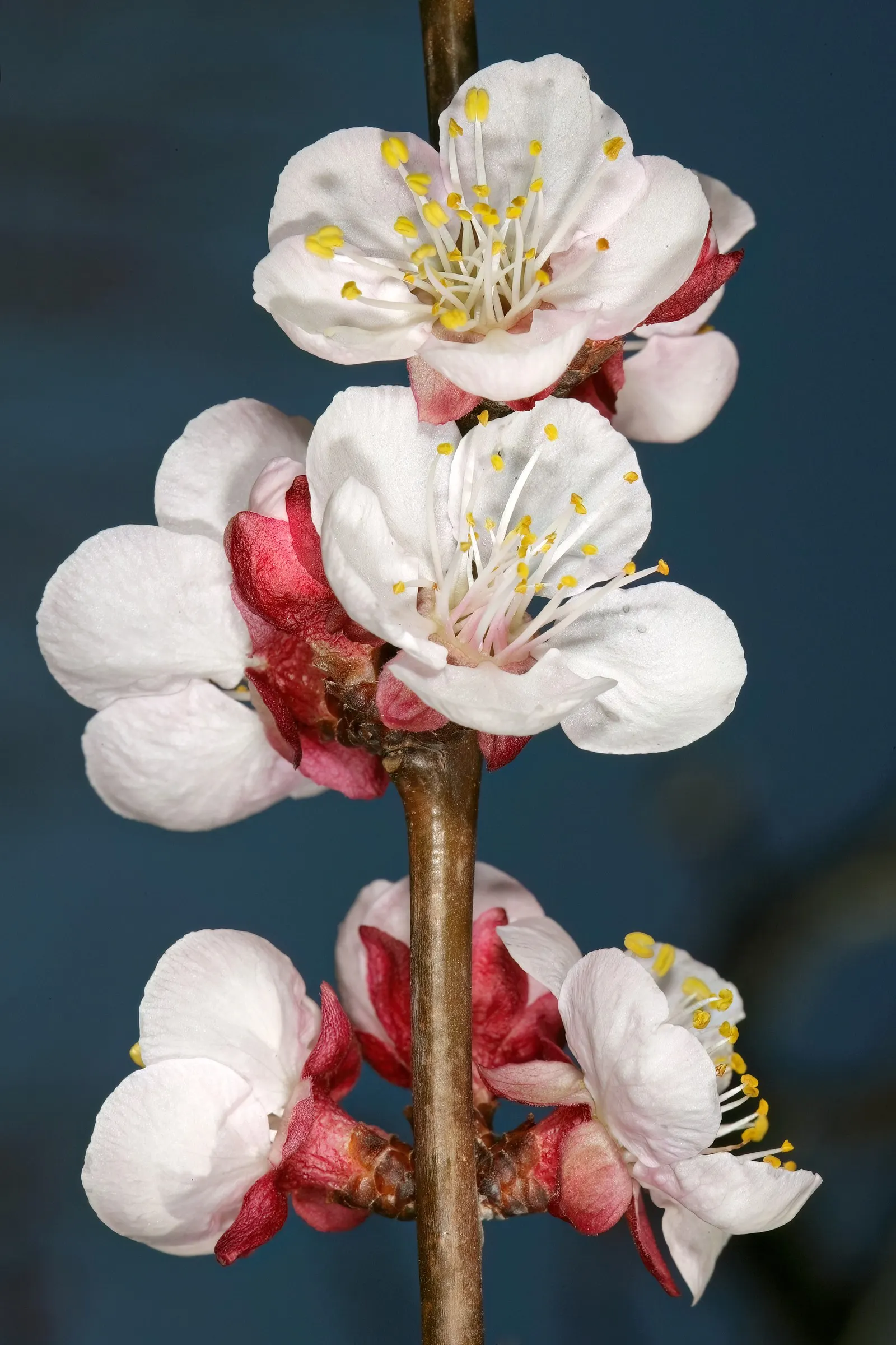 Apricot (Prunus Armeniaca) — though established trees have moderate drought tolerance; the leaves are fresh green
