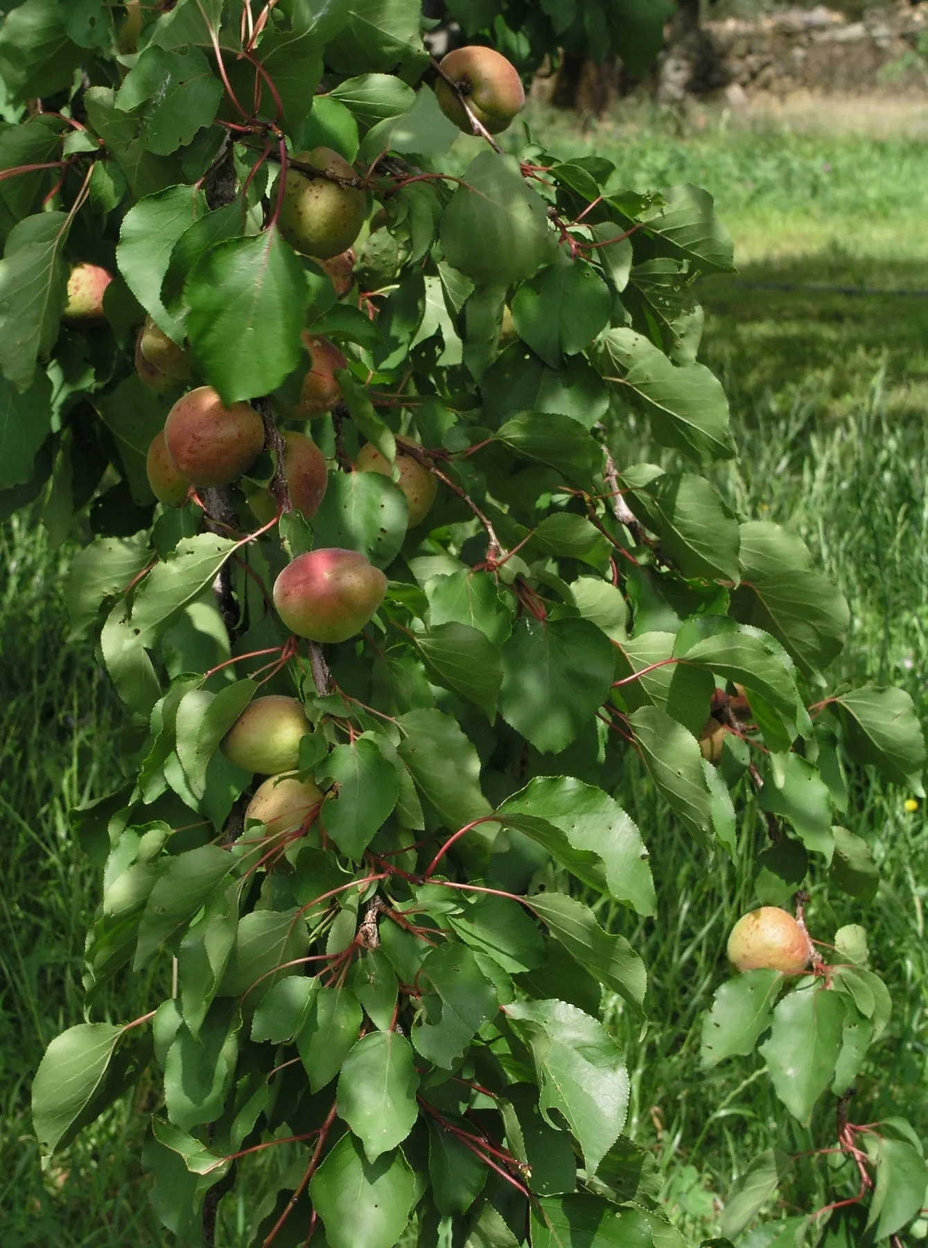 Apricot (Prunus Armeniaca) — covering the bare branches and creating a stunning floral showcase; prefers well-drained soil and full sun