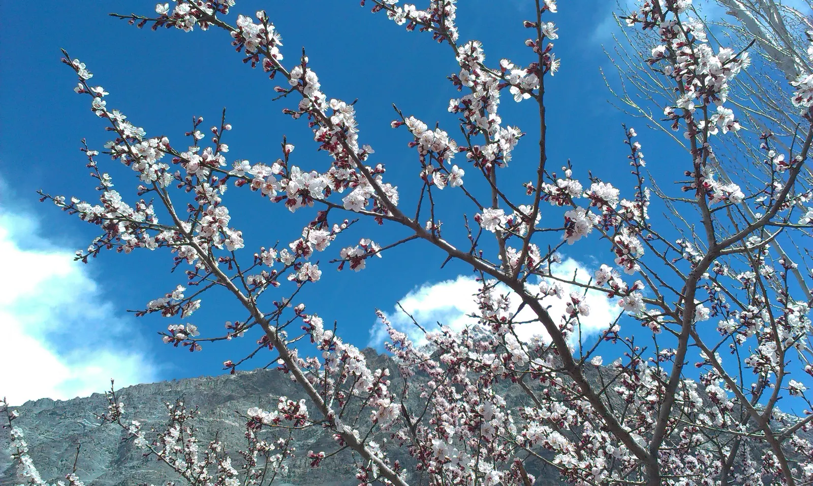 Apricot (Prunus Armeniaca) — By mid to late summer, the tree bears its hallmark apricot fruits; providing both visual interest and delicious yields