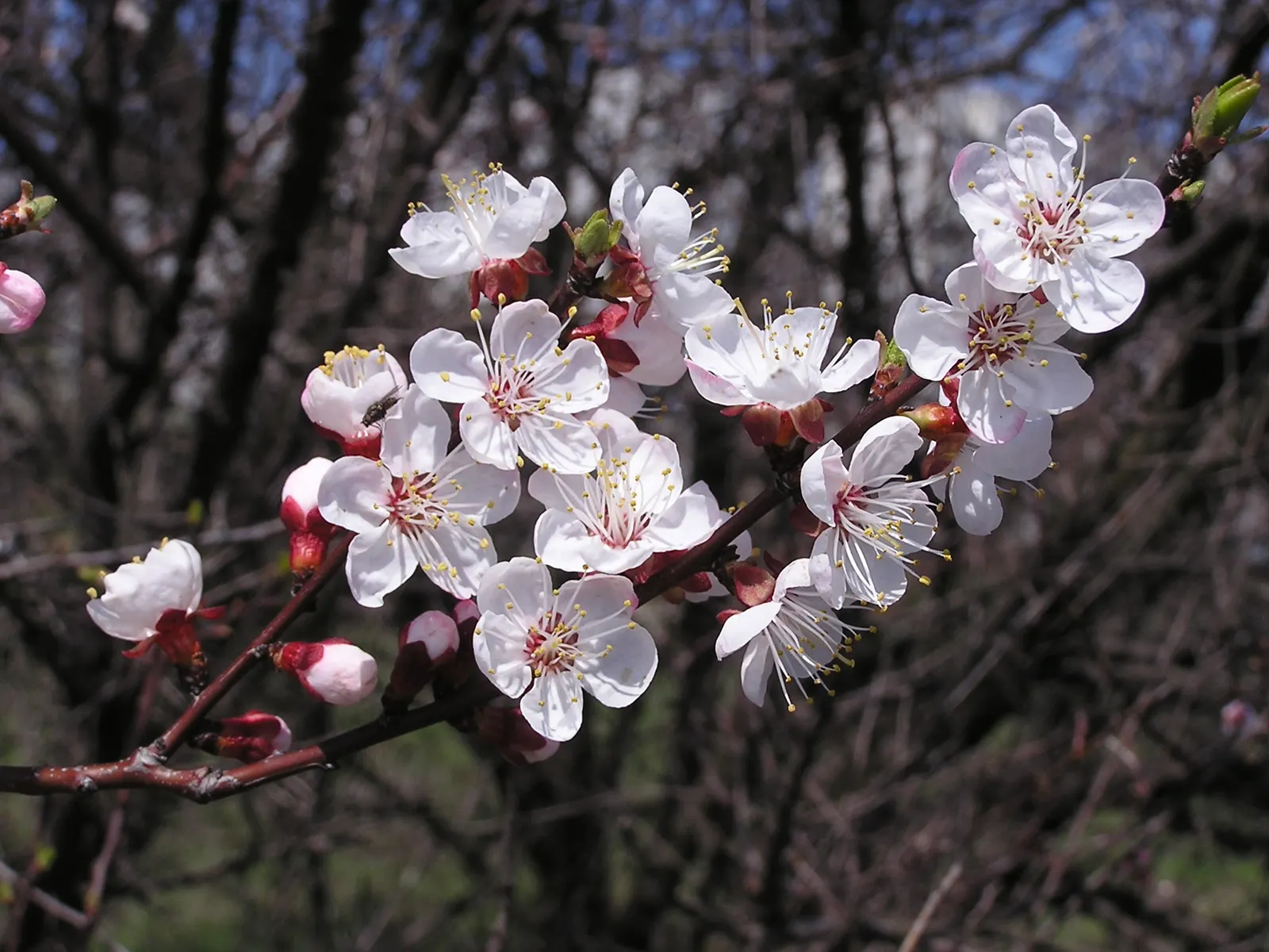 Apricot (Prunus Armeniaca) — such as bees and butterflies, image 88